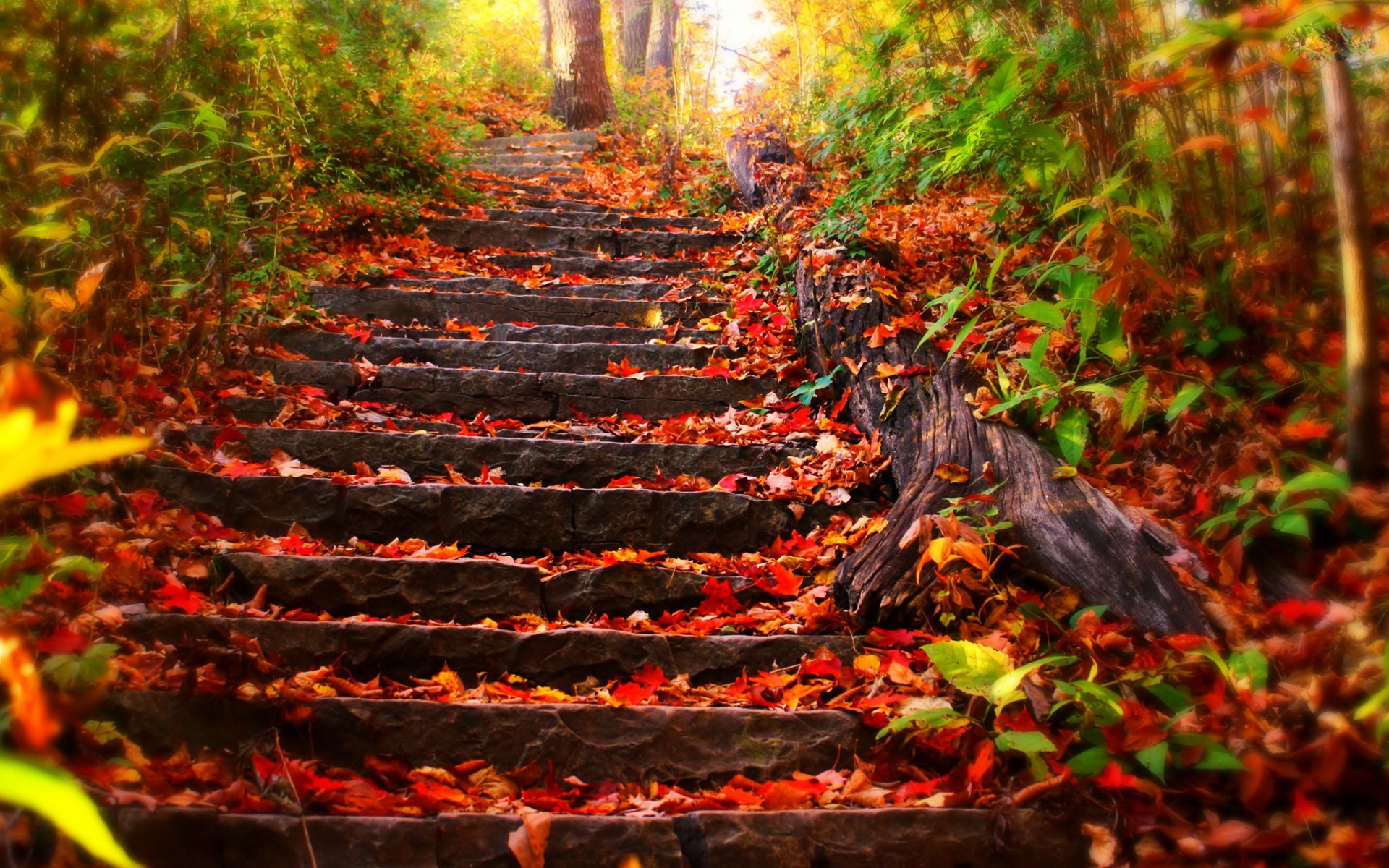 Download mobile wallpaper Leaf, Stairs, Man Made for free.