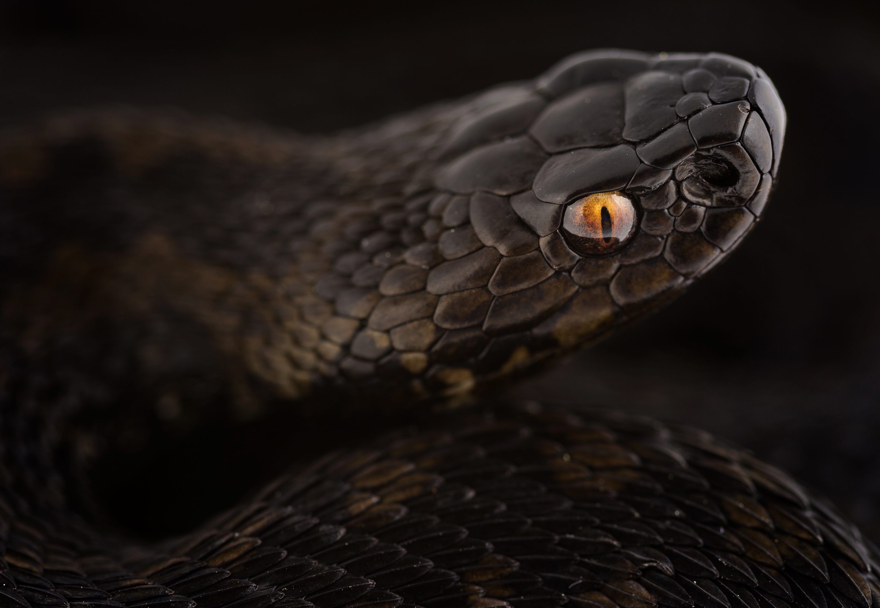 Descarga gratis la imagen Animales, Serpiente, Reptiles en el escritorio de tu PC