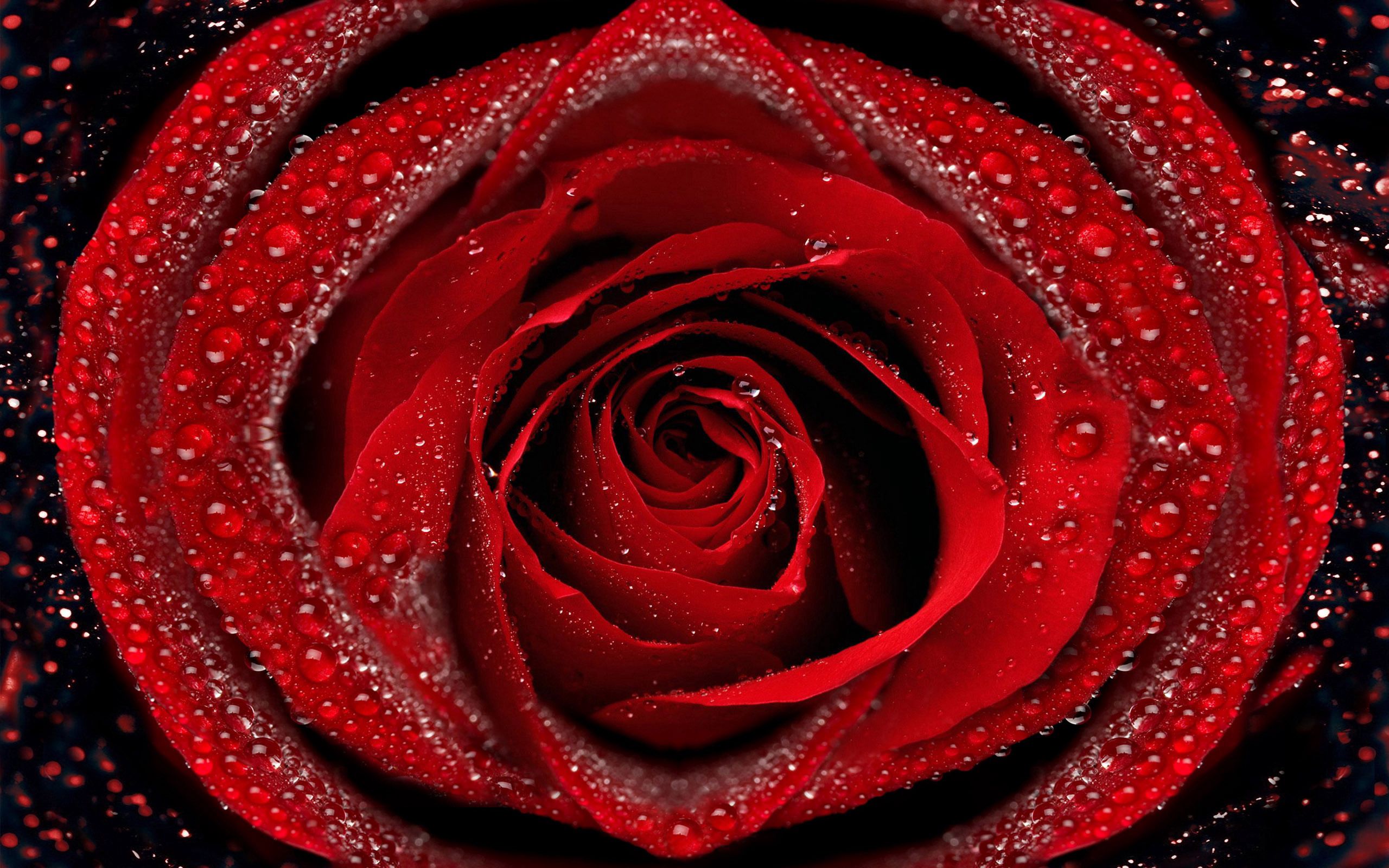 drops, macro, rose flower, rose, petals, dew 1080p