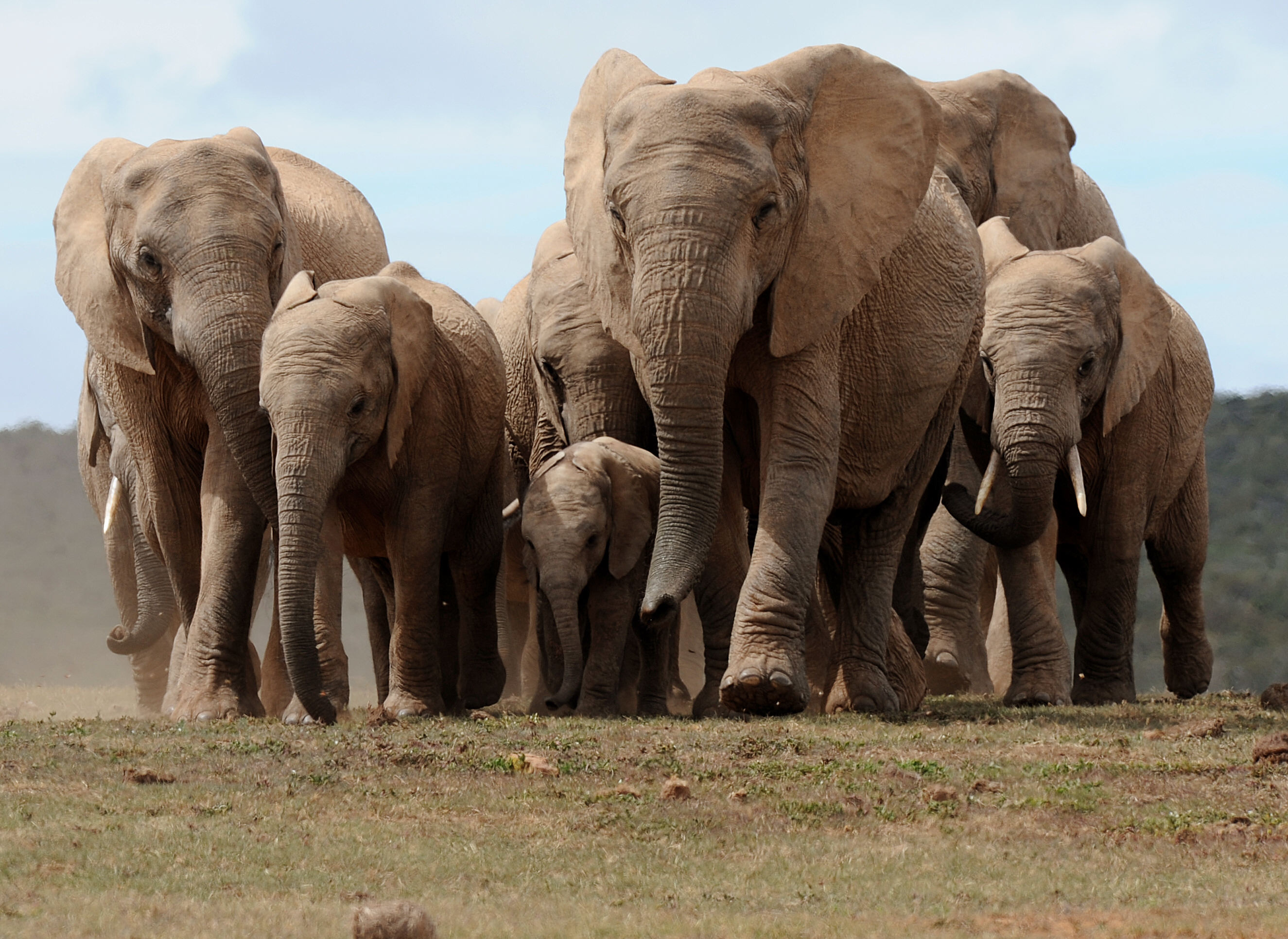 319877 télécharger le fond d'écran animaux, éléphant de savane d'afrique, éléphants - économiseurs d'écran et images gratuitement