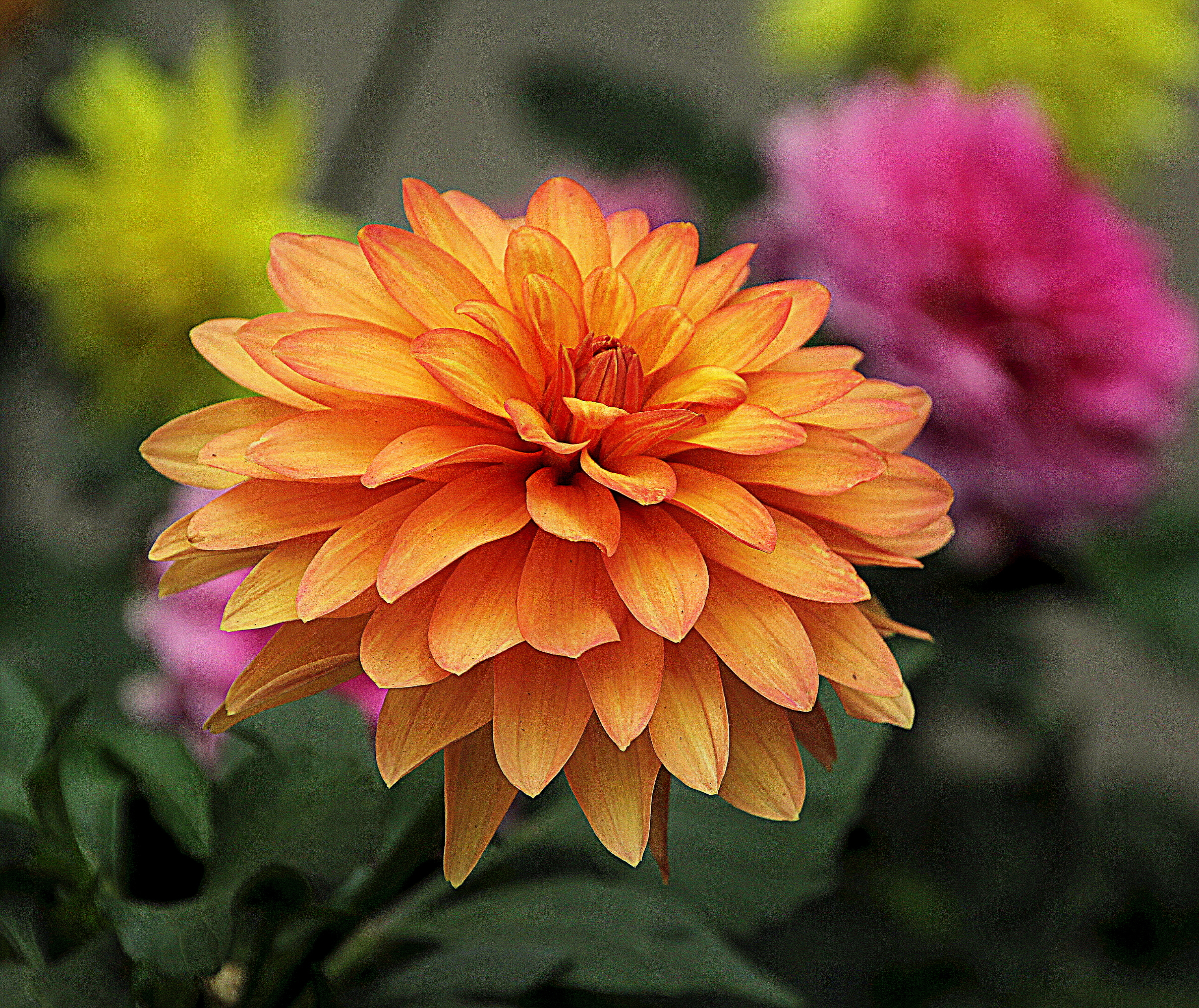 Download mobile wallpaper Flowers, Flower, Earth, Dahlia, Orange Flower for free.