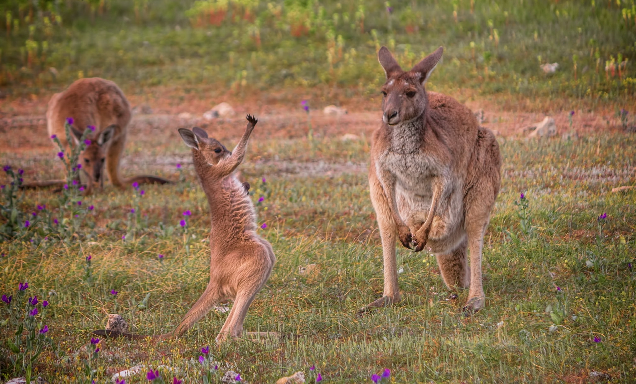 Download mobile wallpaper Kangaroo, Animal, Baby Animal for free.