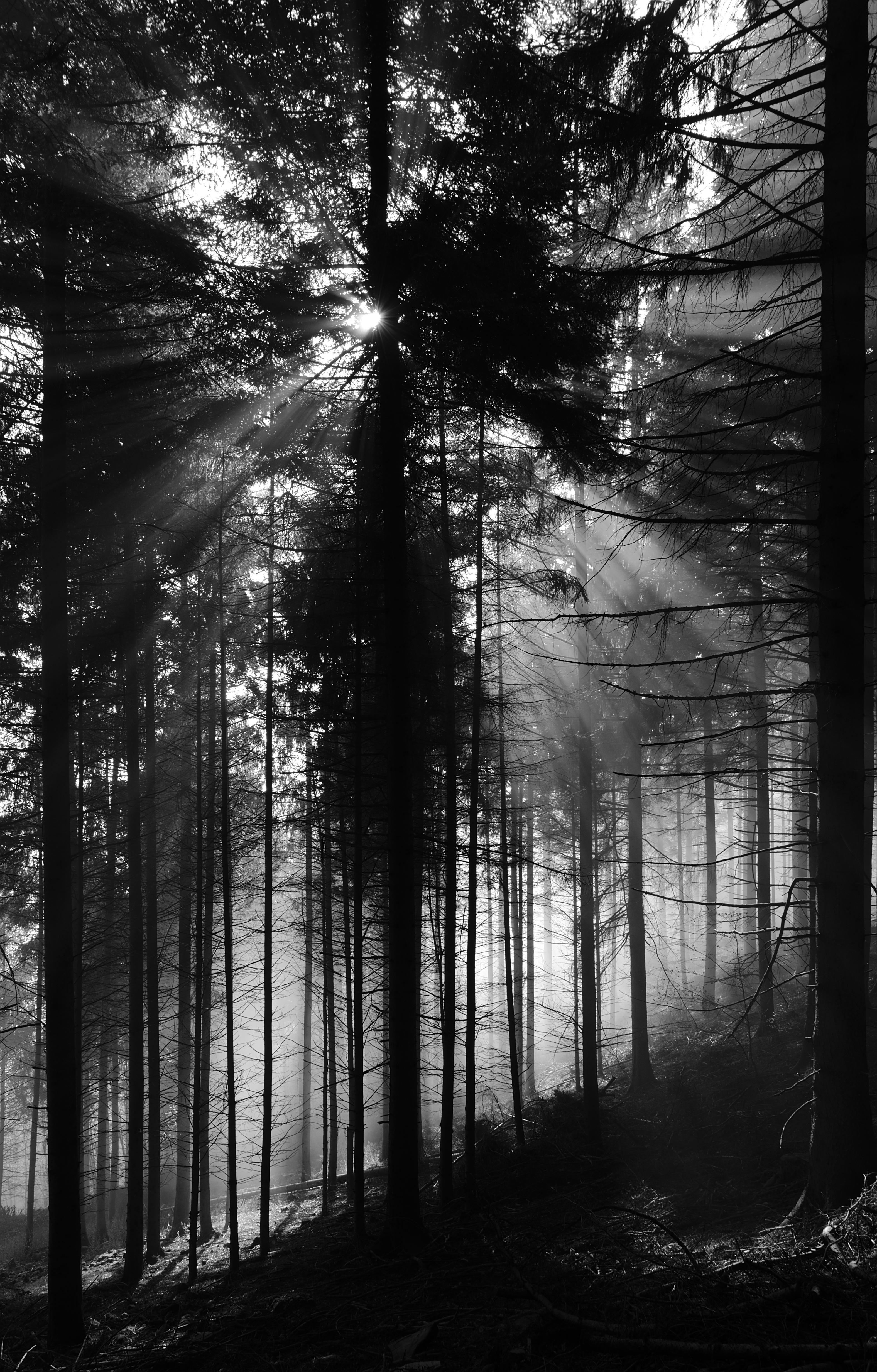 nature, trees, pine, beams, rays, forest, bw, chb 4K, Ultra HD