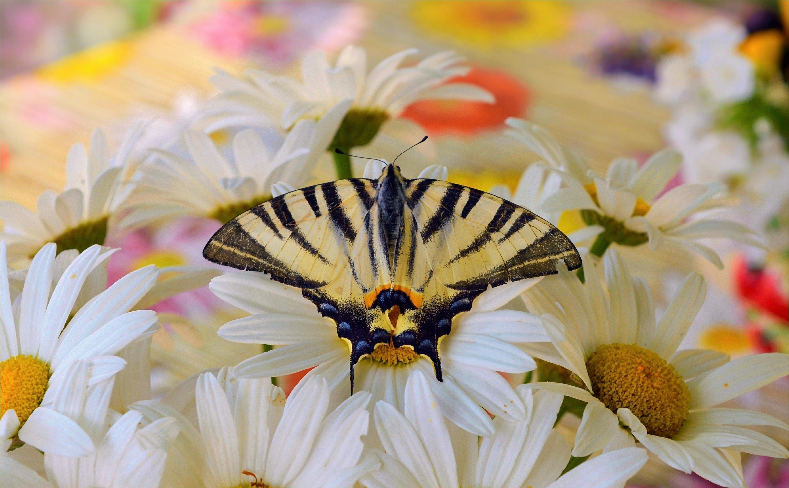 Download mobile wallpaper Flower, Macro, Butterfly, Animal, White Flower for free.