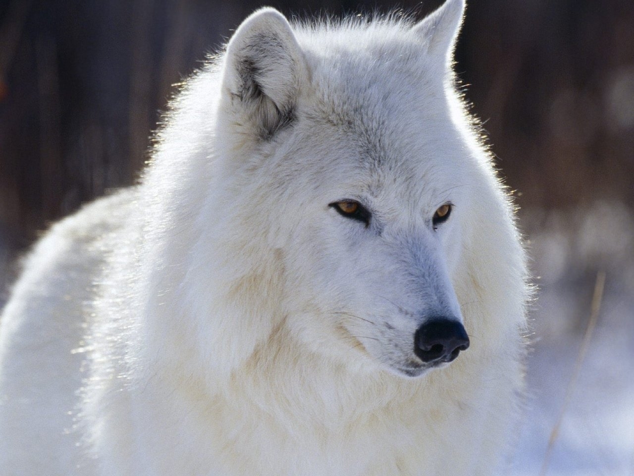 wolfs, animals, gray High Definition image