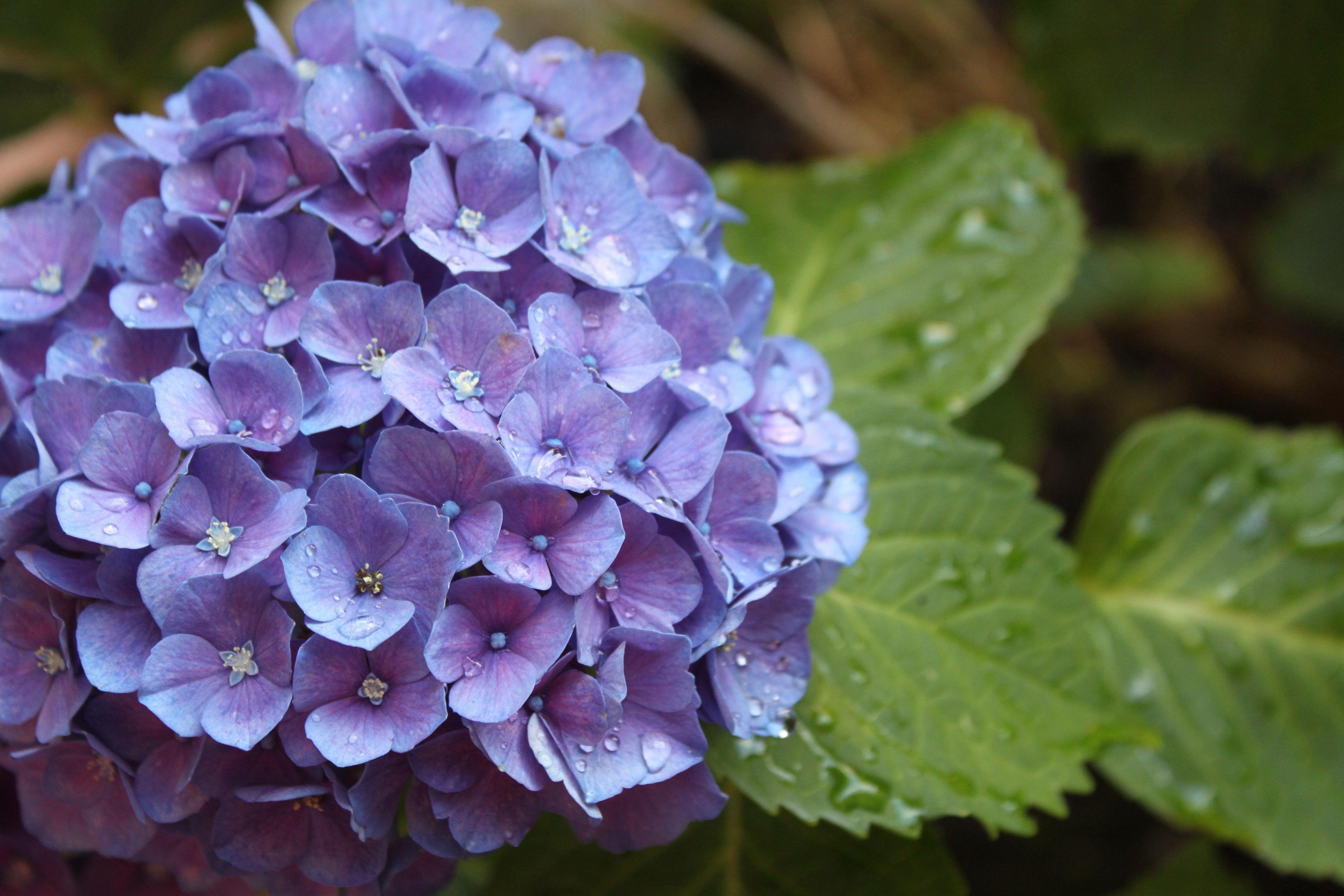 134202壁紙のダウンロード紫陽花, フラワーズ, 滴, 花, つぼみ, 蕾, あじさい-スクリーンセーバーと写真を無料で