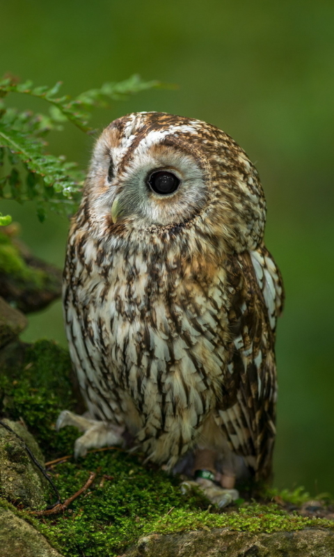 Download mobile wallpaper Birds, Owl, Bird, Animal for free.