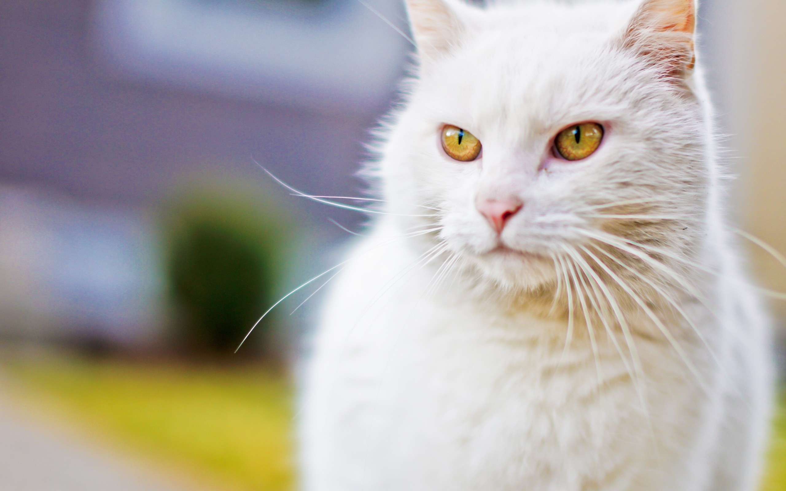 Baixar papel de parede para celular de Gato, Gatos, Animais gratuito.