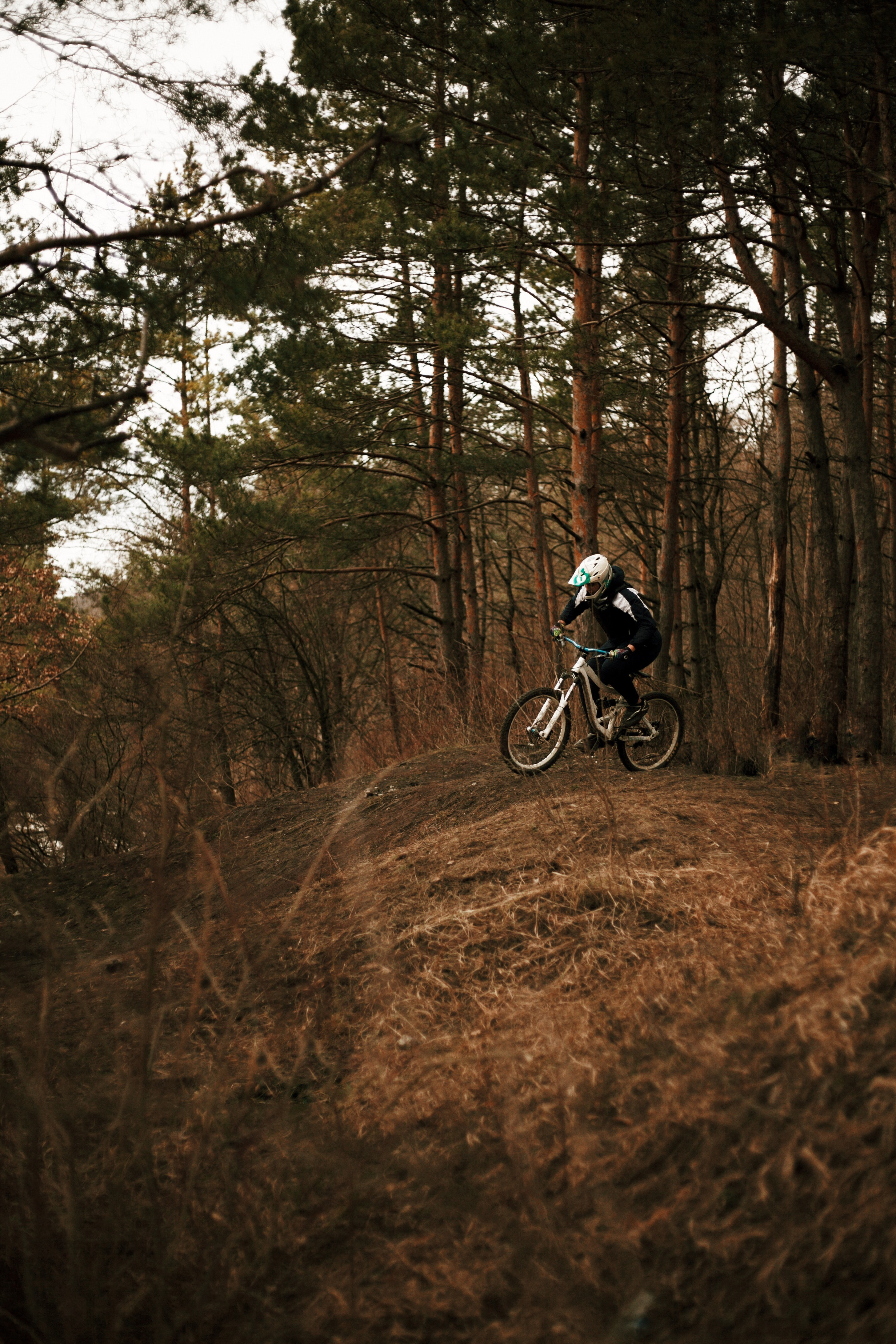 cyclist, sports, trees, forest, bicycle