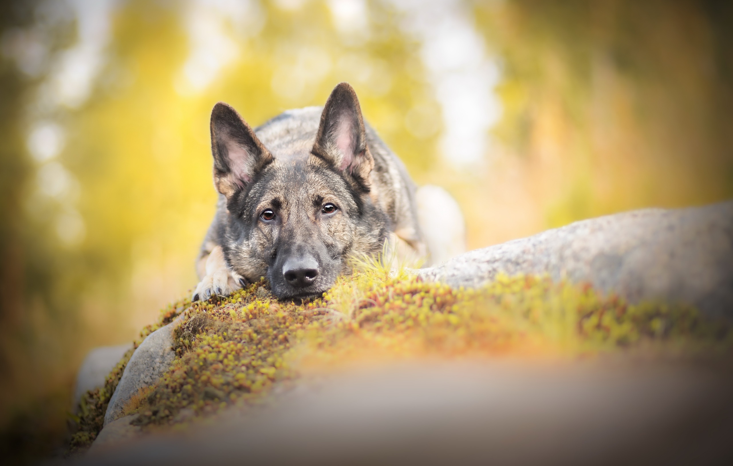 Free download wallpaper Dogs, Dog, Muzzle, Animal, German Shepherd, Resting, Stare, Depth Of Field on your PC desktop