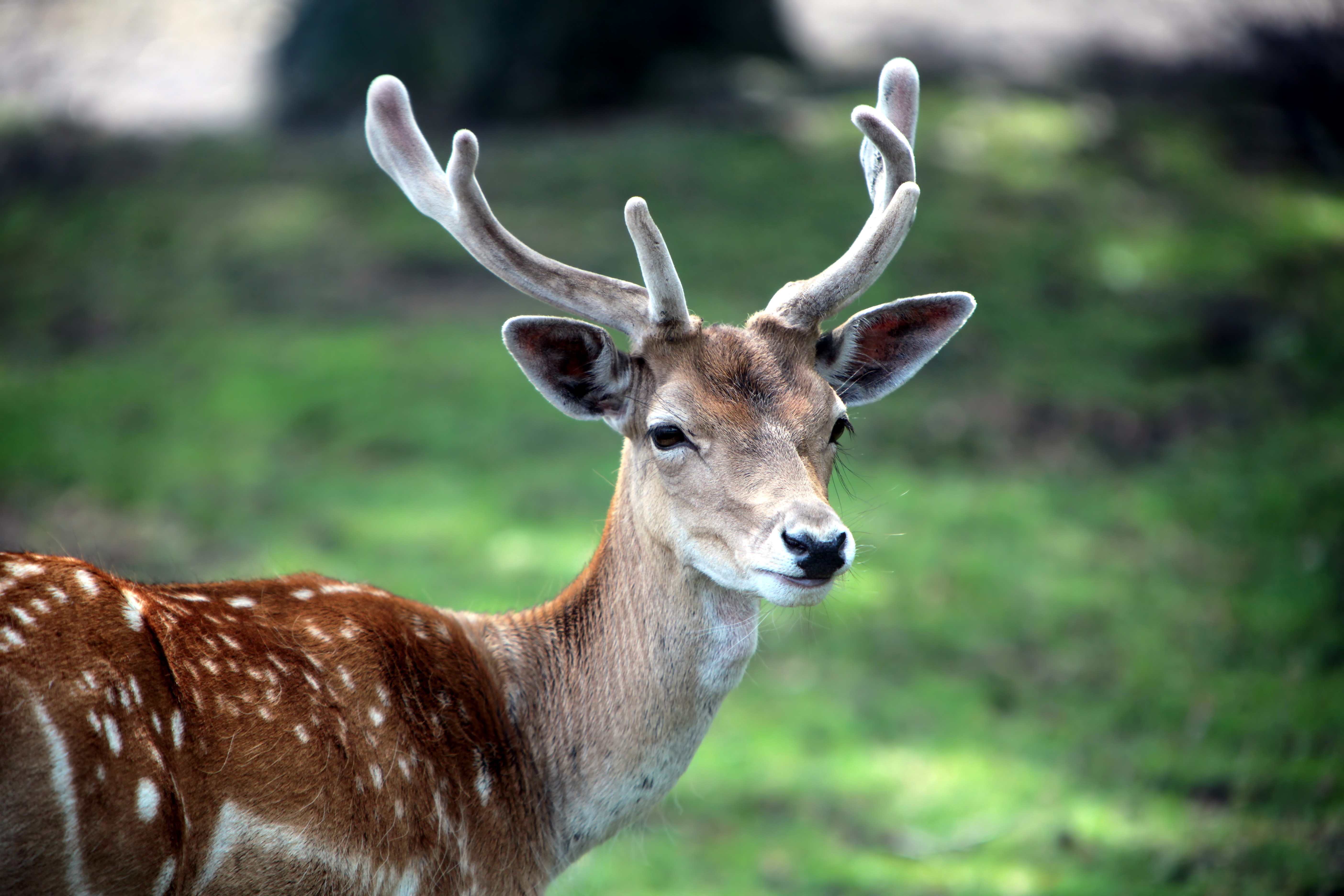 Free download wallpaper Grass, Deer, Small, Horns, Animals on your PC desktop