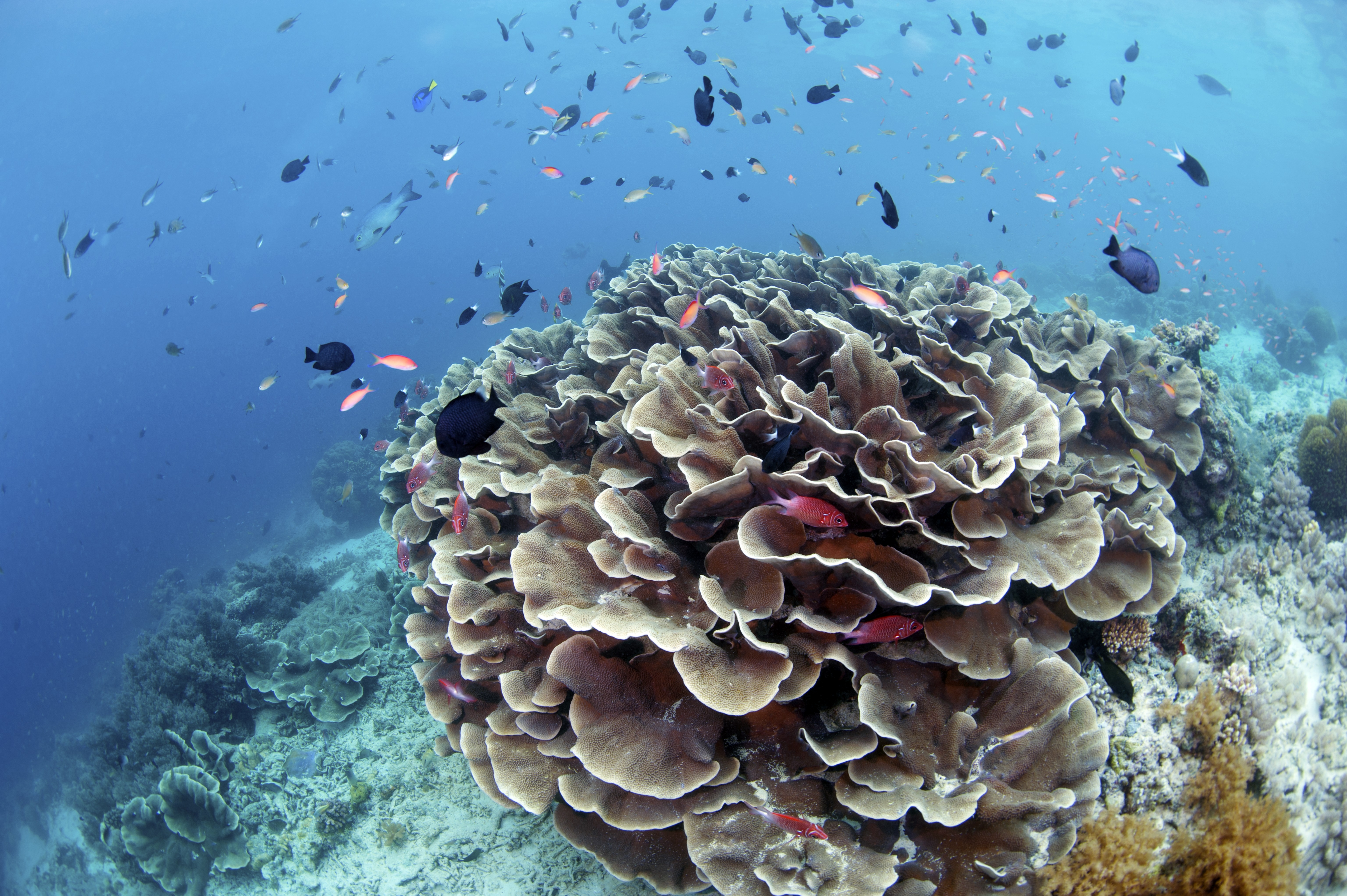 78691 télécharger l'image coraux, nature, eau, poissons, récifs - fonds d'écran et économiseurs d'écran gratuits