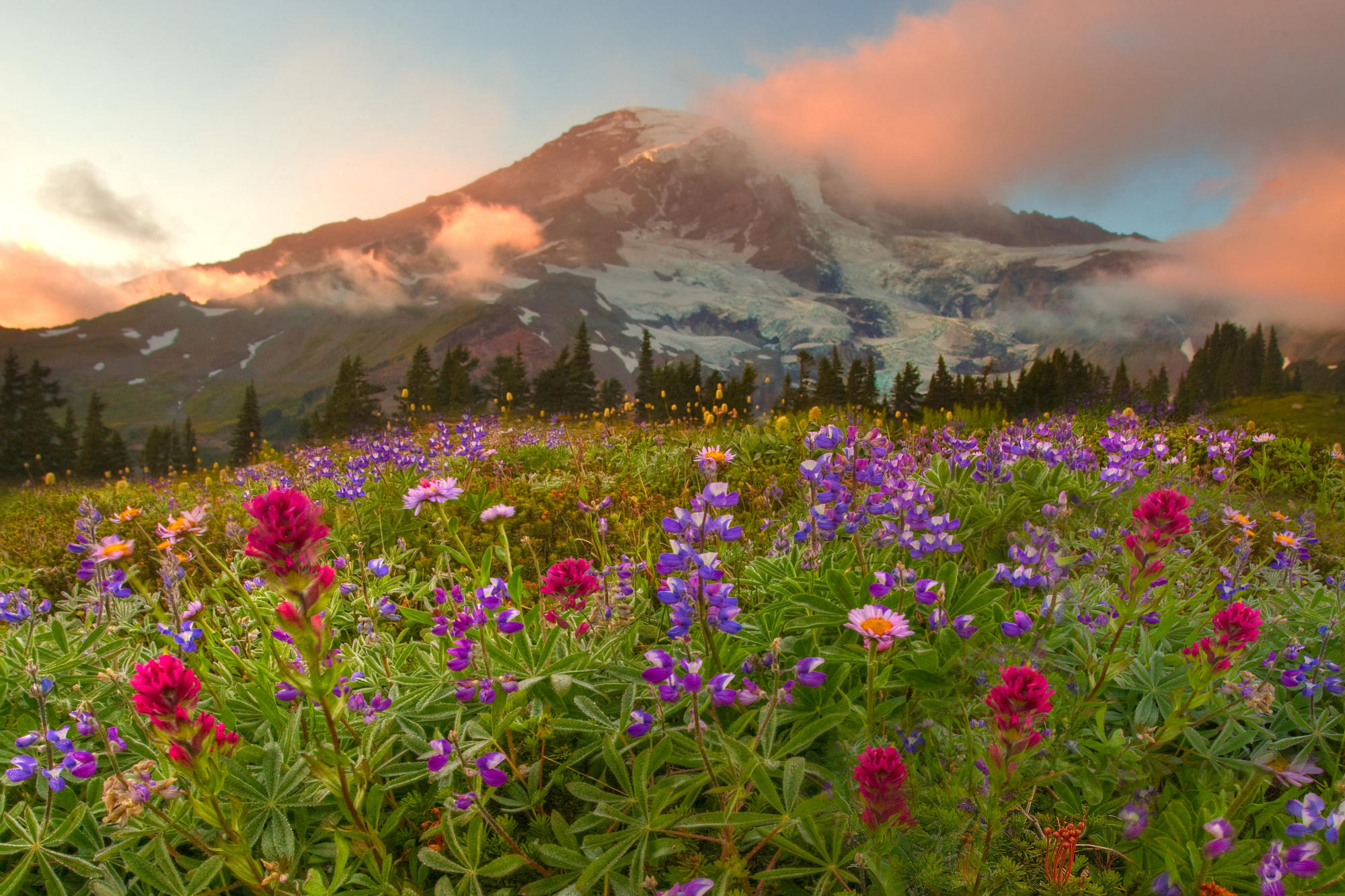Download mobile wallpaper Meadow, Spring, Flowers, Colors, Colorful, Flower, Mountain, Earth for free.