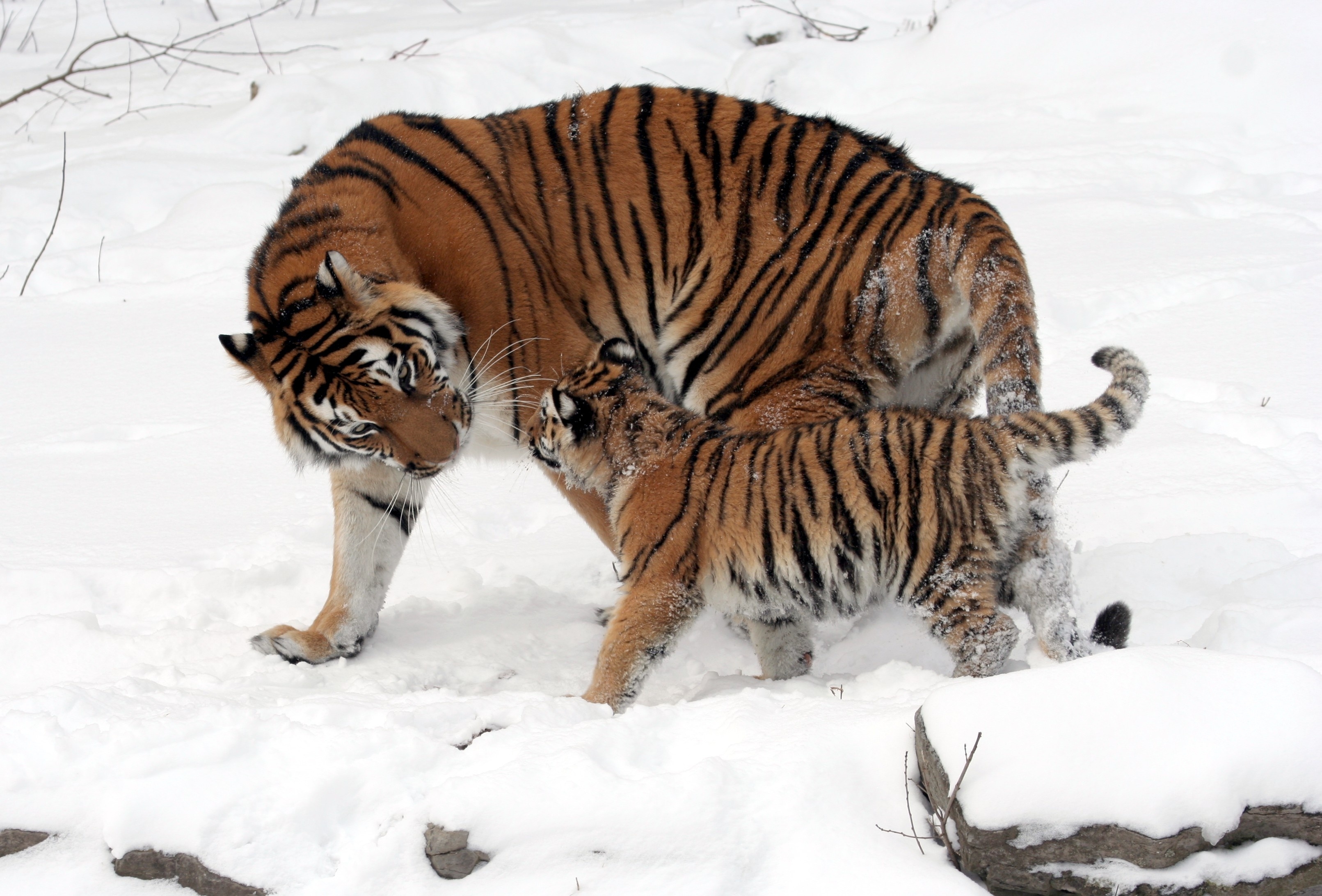 tigers, animals, snow, young, stroll, joey, tenderness Full HD