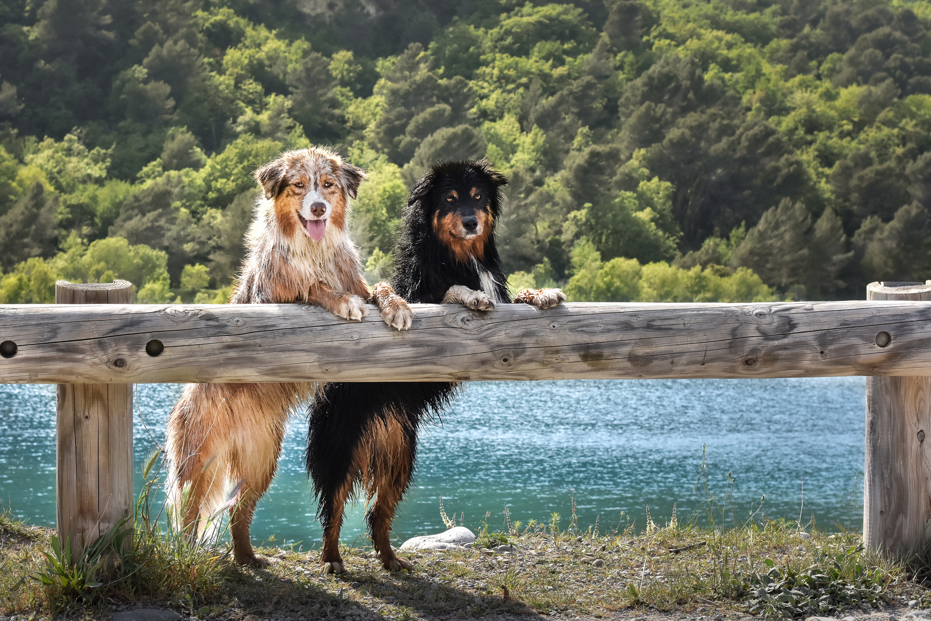 417558 descargar fondo de pantalla animales, pastor australiano, perro, perros: protectores de pantalla e imágenes gratis