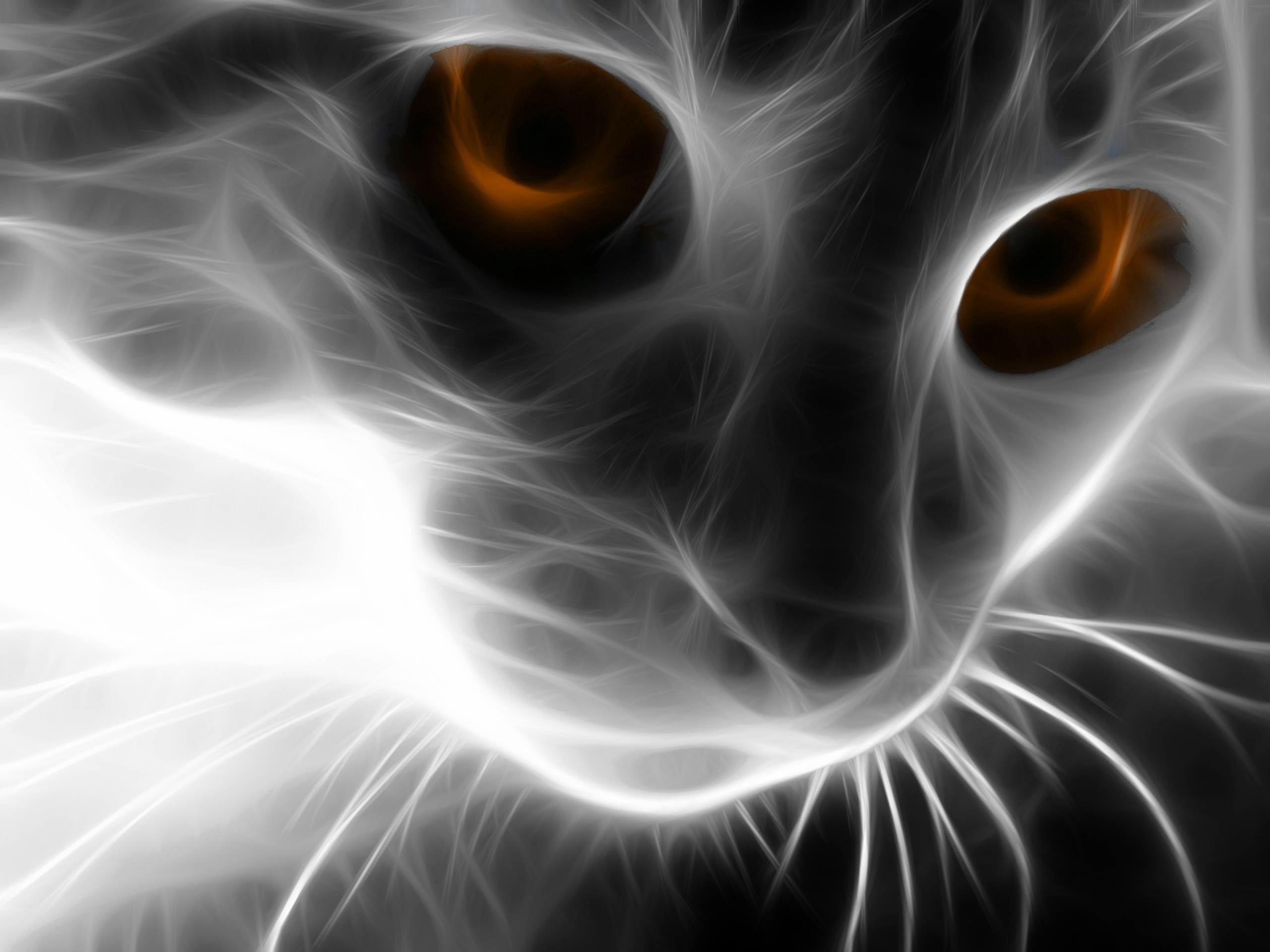 Free download wallpaper Cats, Cat, Animal on your PC desktop