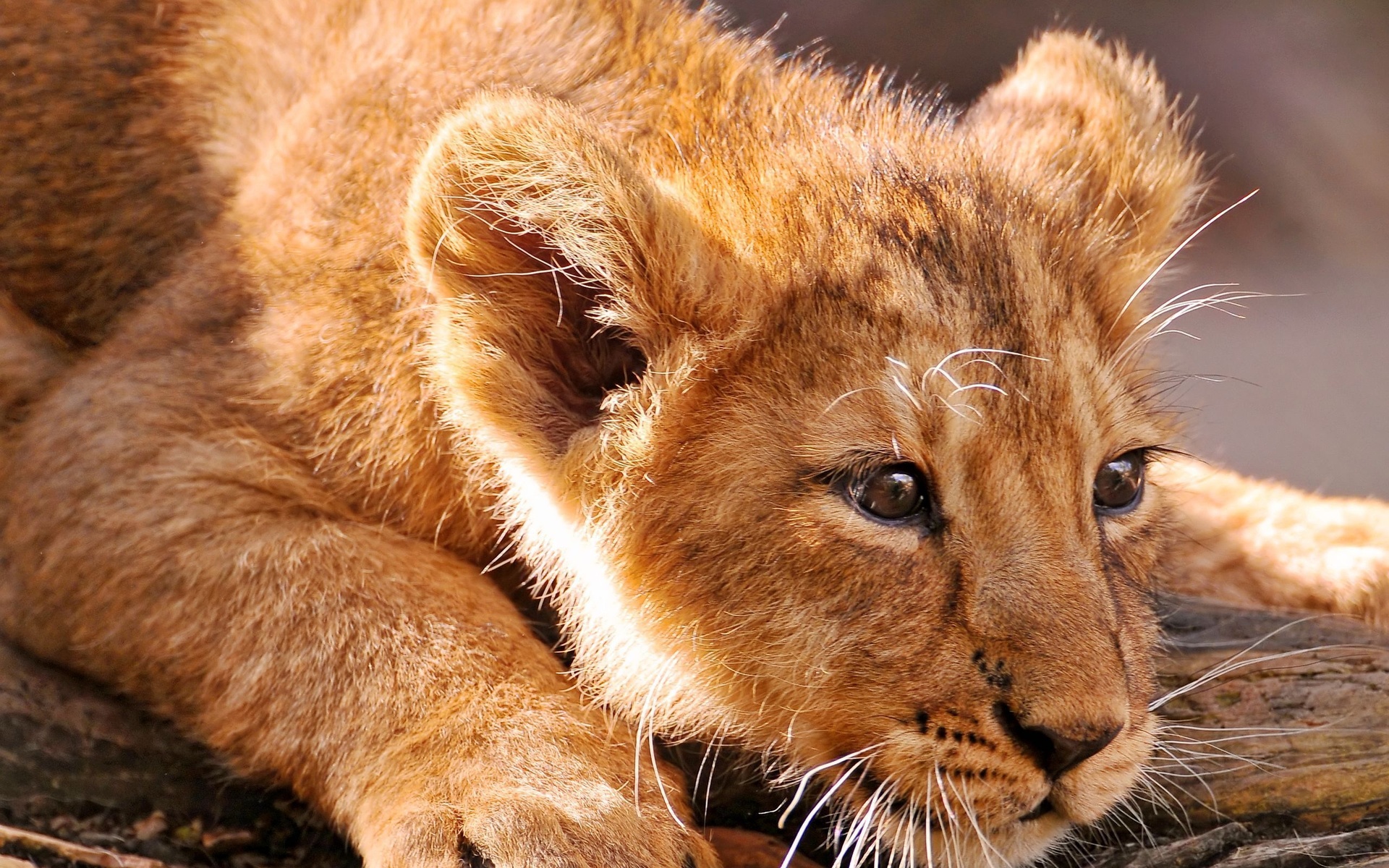 Téléchargez des papiers peints mobile Animaux, Chats, Lion gratuitement.