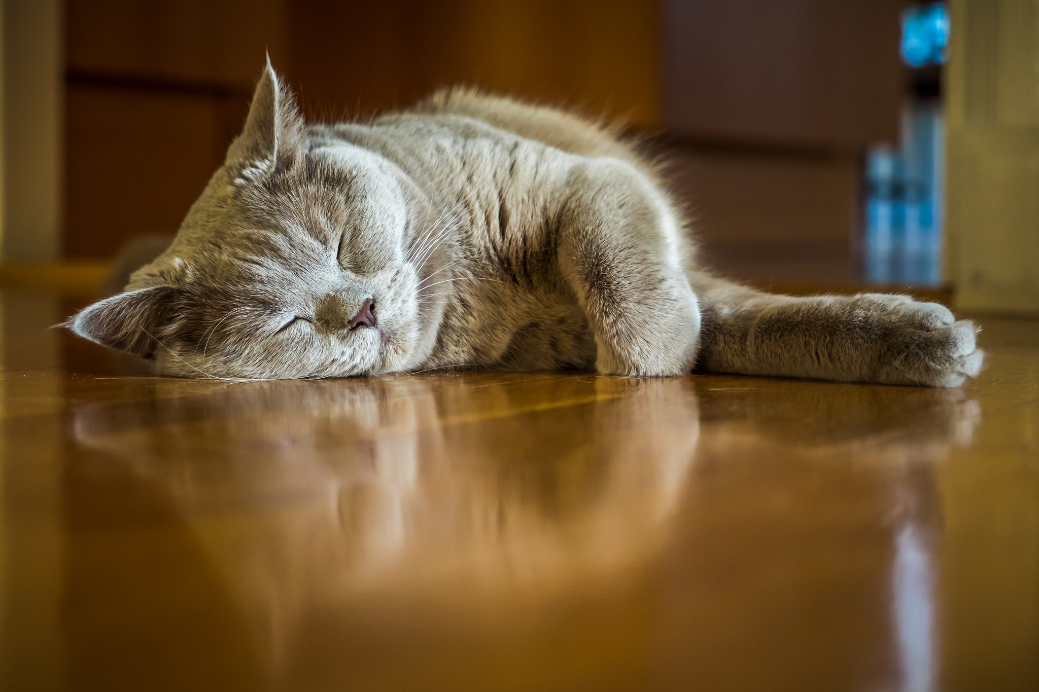 Baixar papel de parede para celular de Animais, Gatos, Gato, Dormindo gratuito.