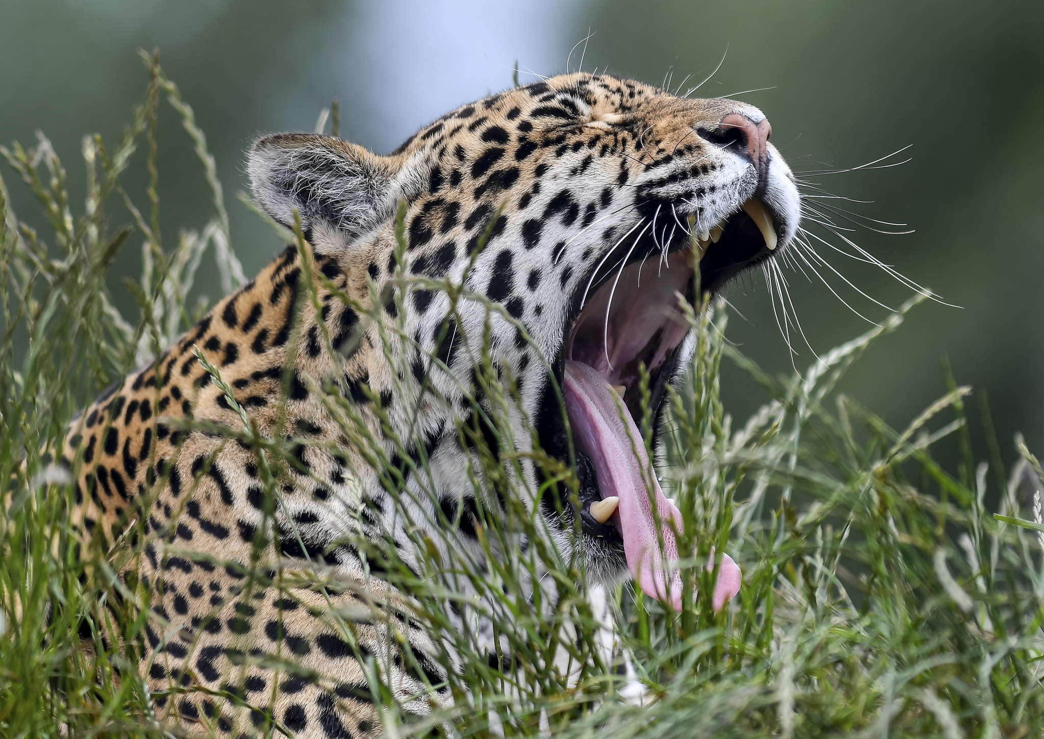 Handy-Wallpaper Tiere, Katzen, Jaguar kostenlos herunterladen.