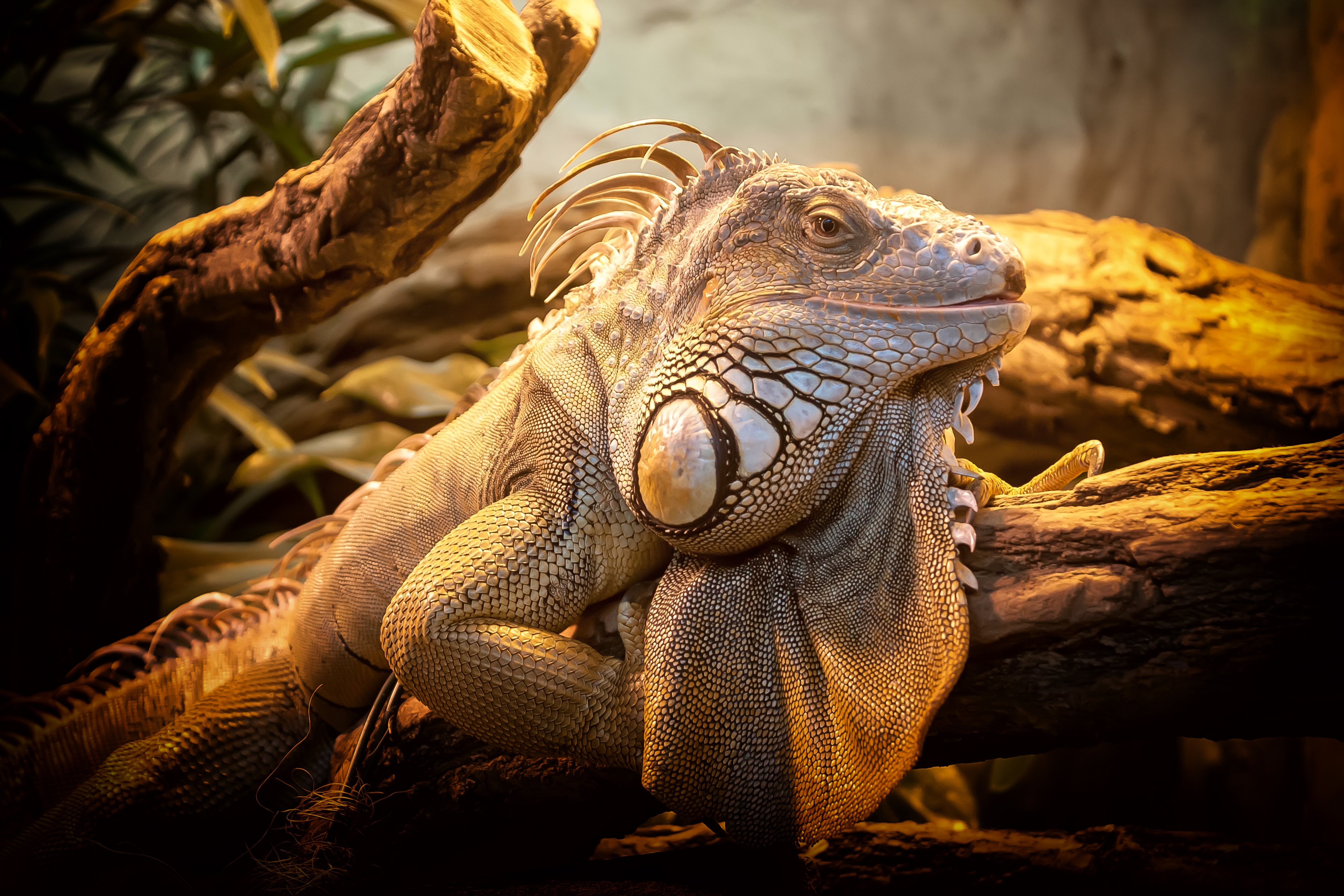 animals, lizard, reptile, big wallpapers for tablet