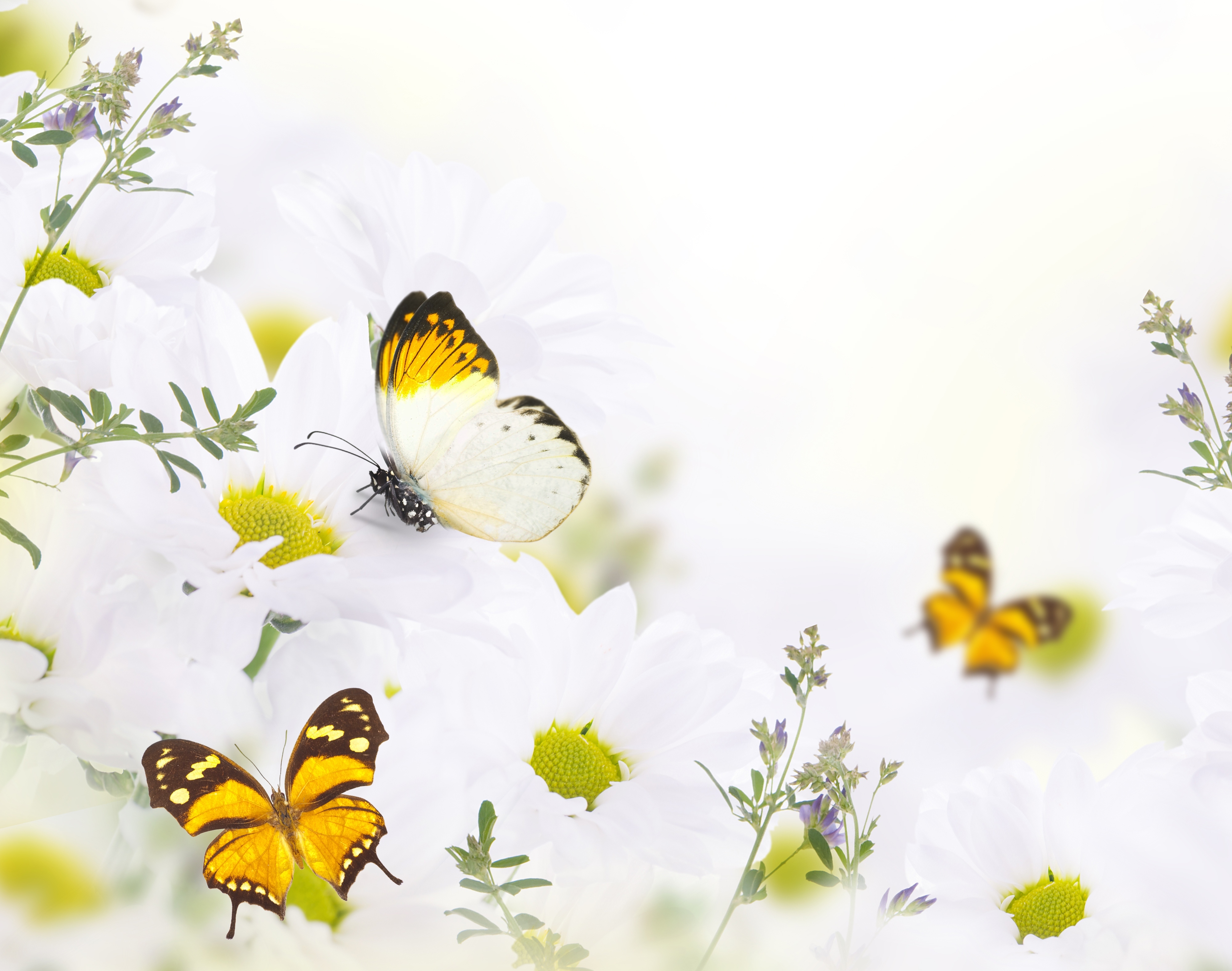 Скачати мобільні шпалери Квітка, Комаха, Метелик, Тварина, Біла Квітка безкоштовно.