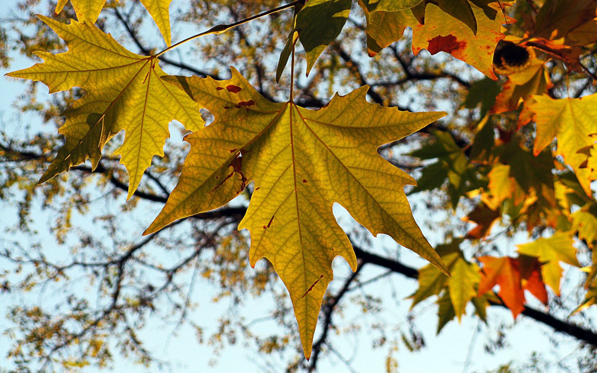 Laden Sie das Natur, Blatt, Ahorn, Herbst-Bild kostenlos auf Ihren PC-Desktop herunter