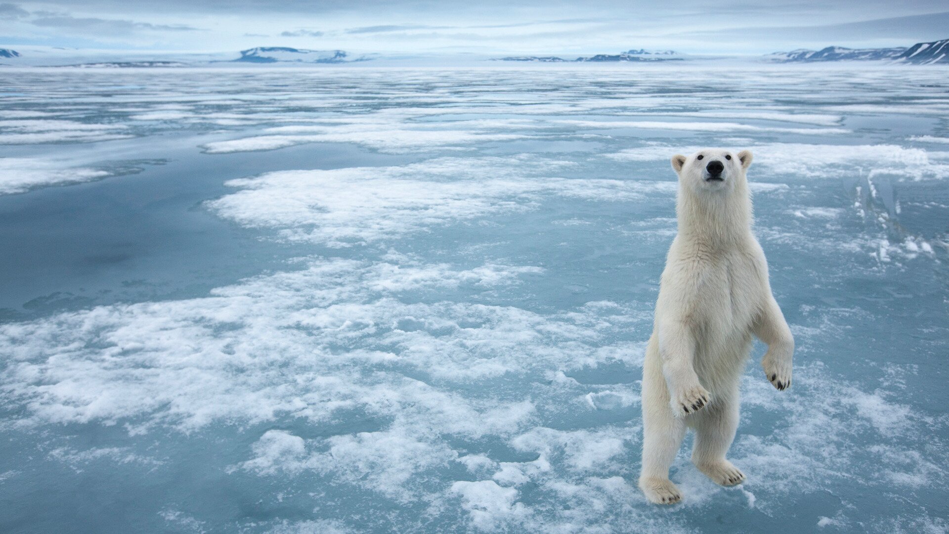 Download mobile wallpaper Animal, Polar Bear for free.