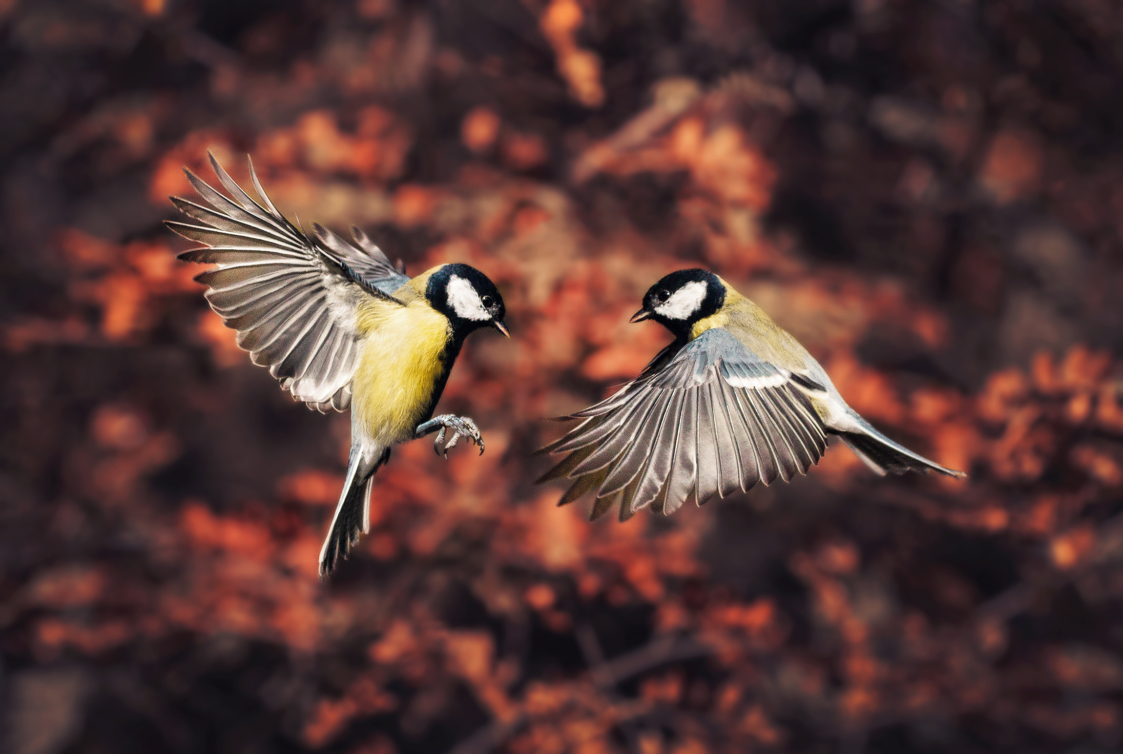 Free download wallpaper Birds, Bird, Animal, Bee Eater, Flying on your PC desktop