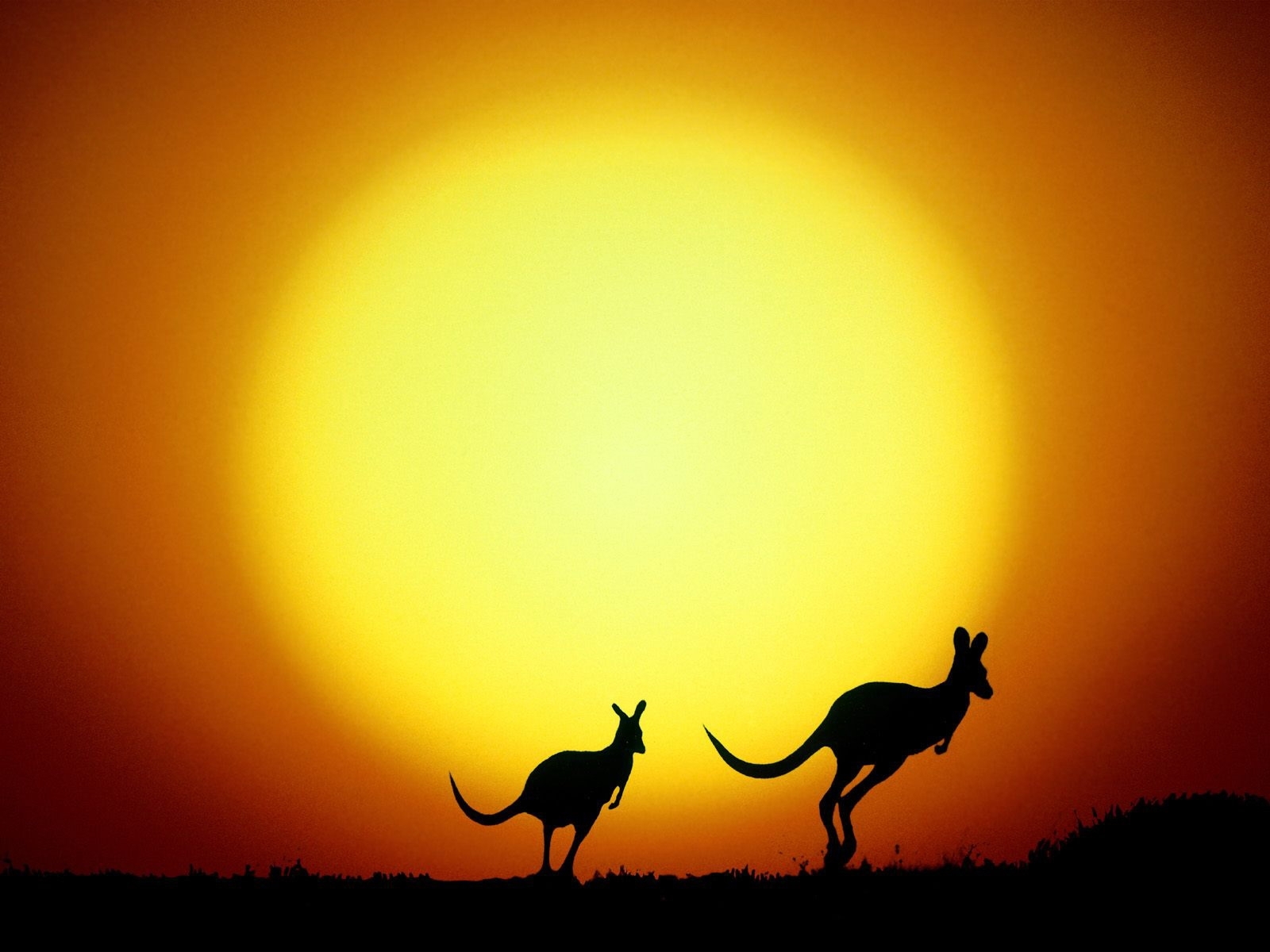 Handy-Wallpaper Tiere, Sunset, Kangaroo kostenlos herunterladen.