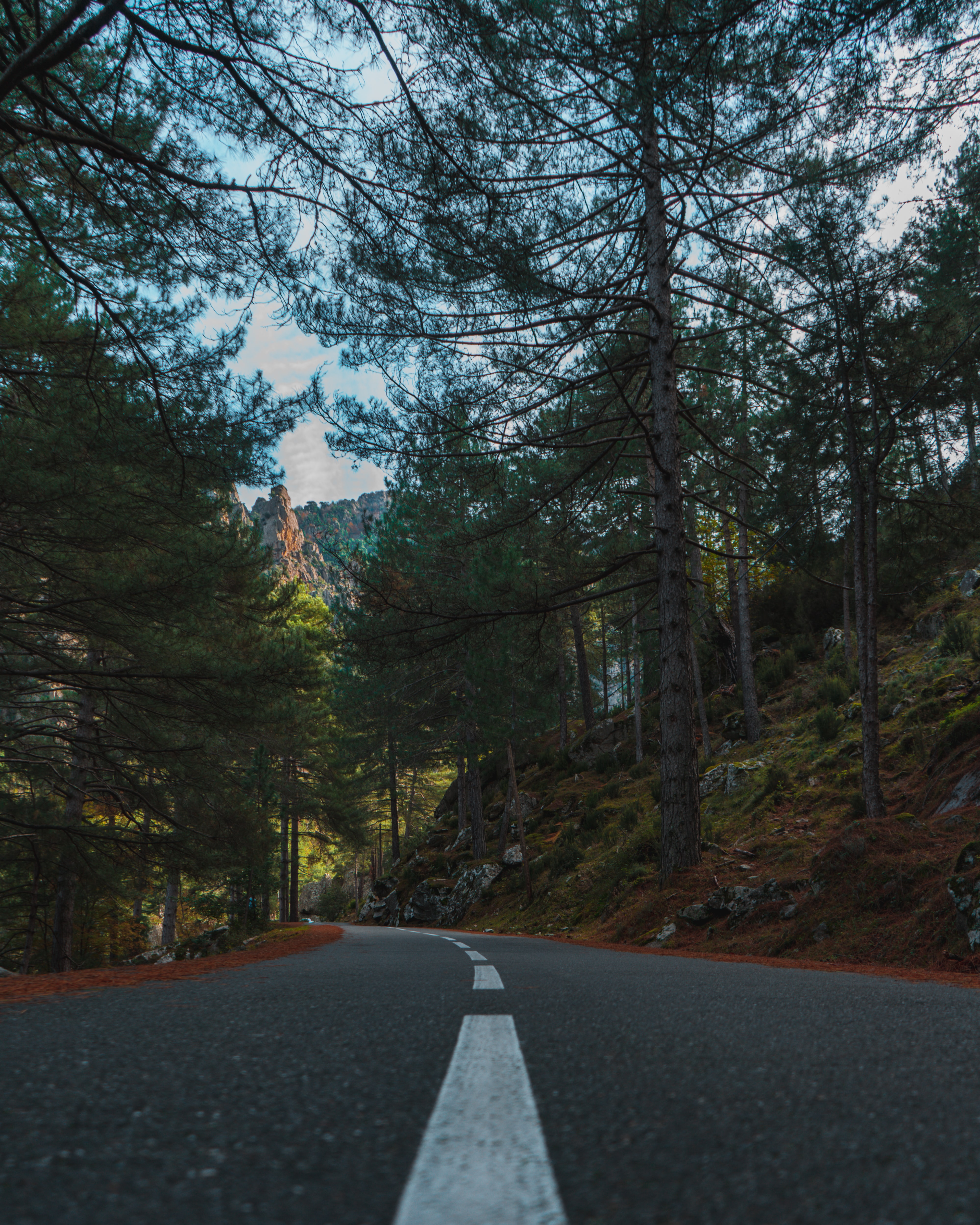 Download mobile wallpaper Fir, Spruce, Dahl, Road, Distance, Trees, Nature for free.