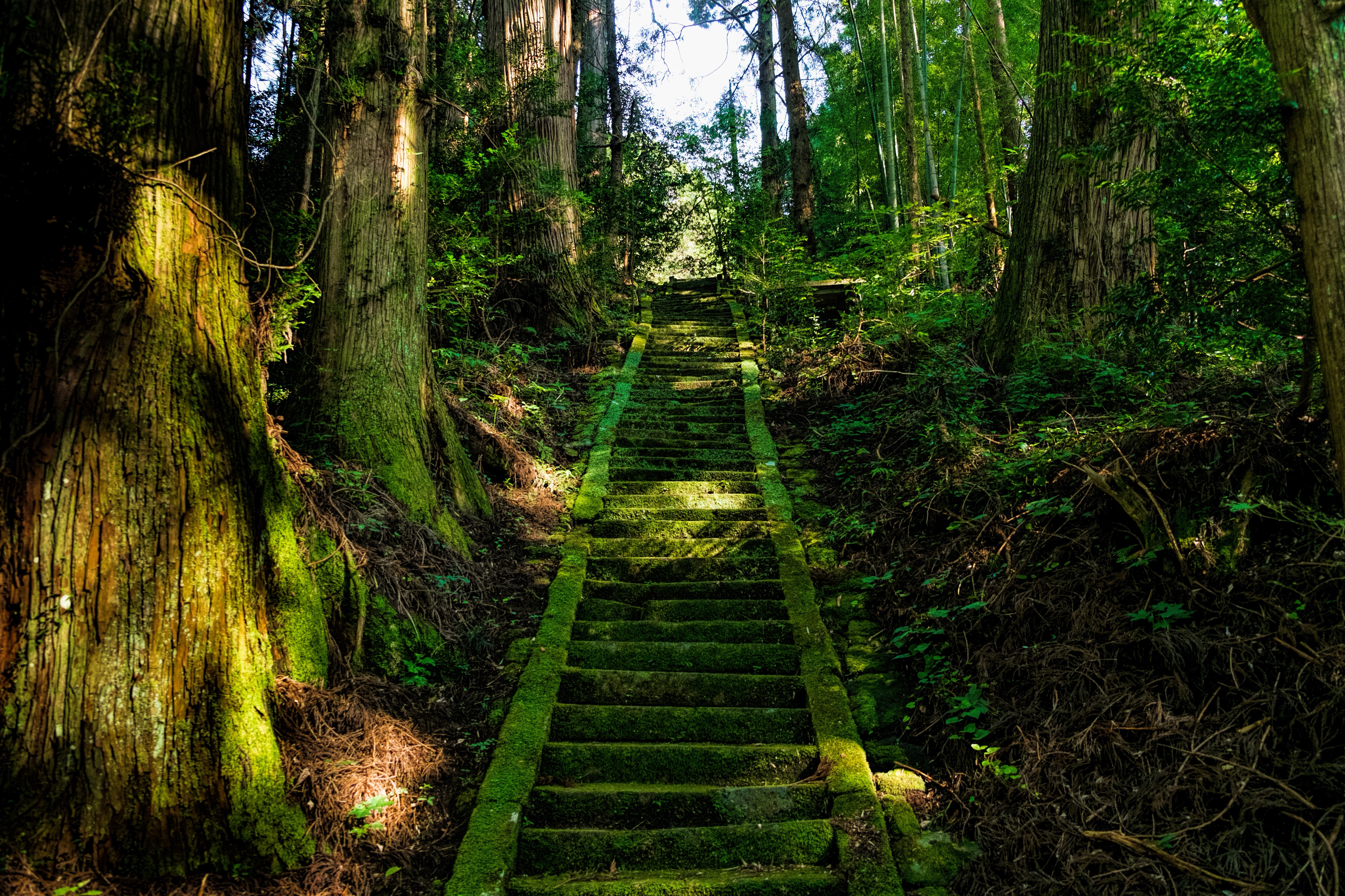 japan, ladder, stairs, nature, trees, moss