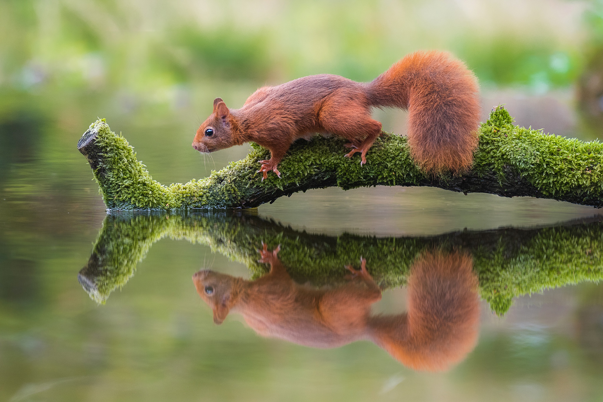 Download mobile wallpaper Squirrel, Reflection, Animal, Moss for free.