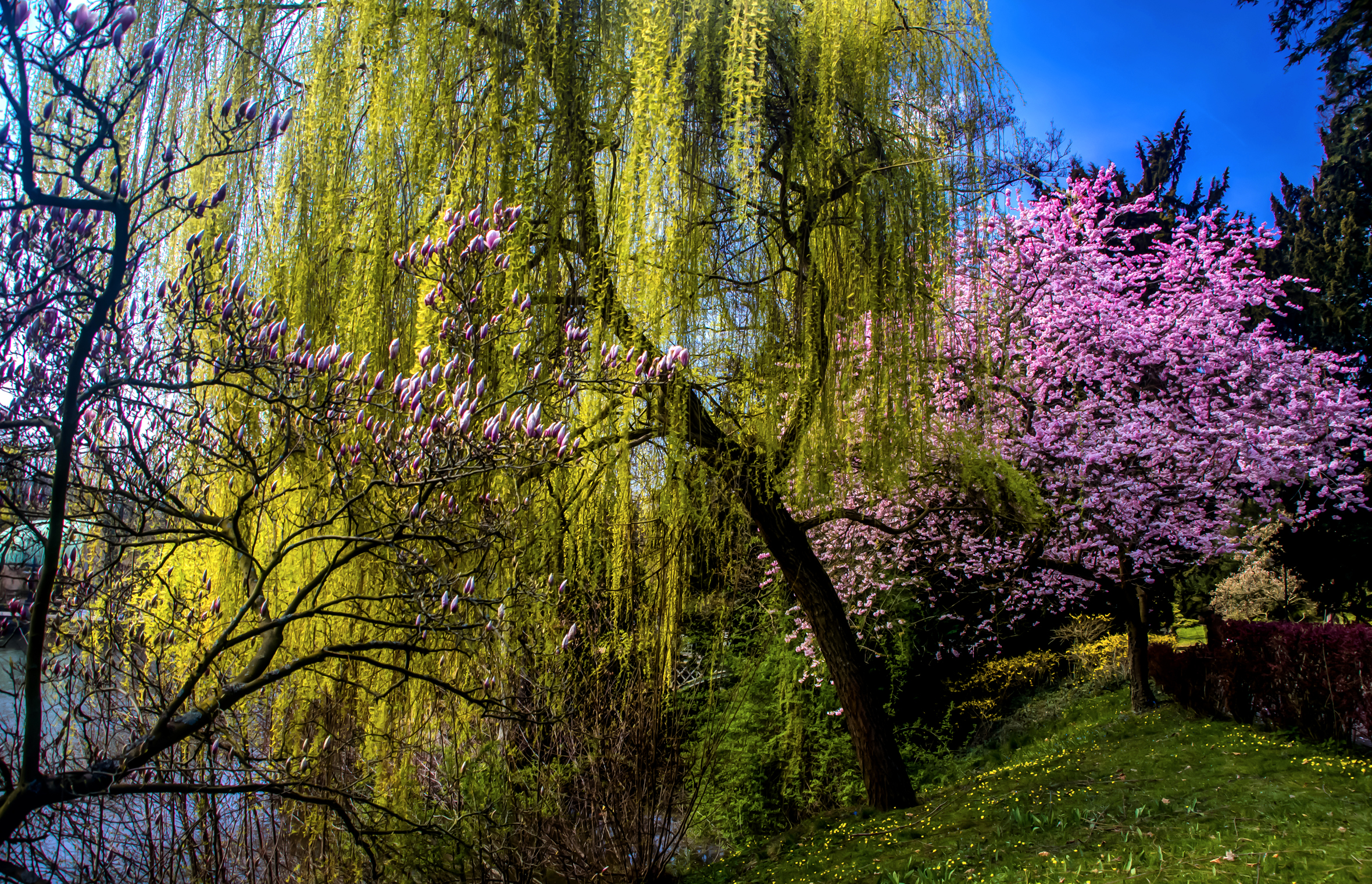 Free download wallpaper Trees, Tree, Earth, Garden, Spring, Blossom on your PC desktop