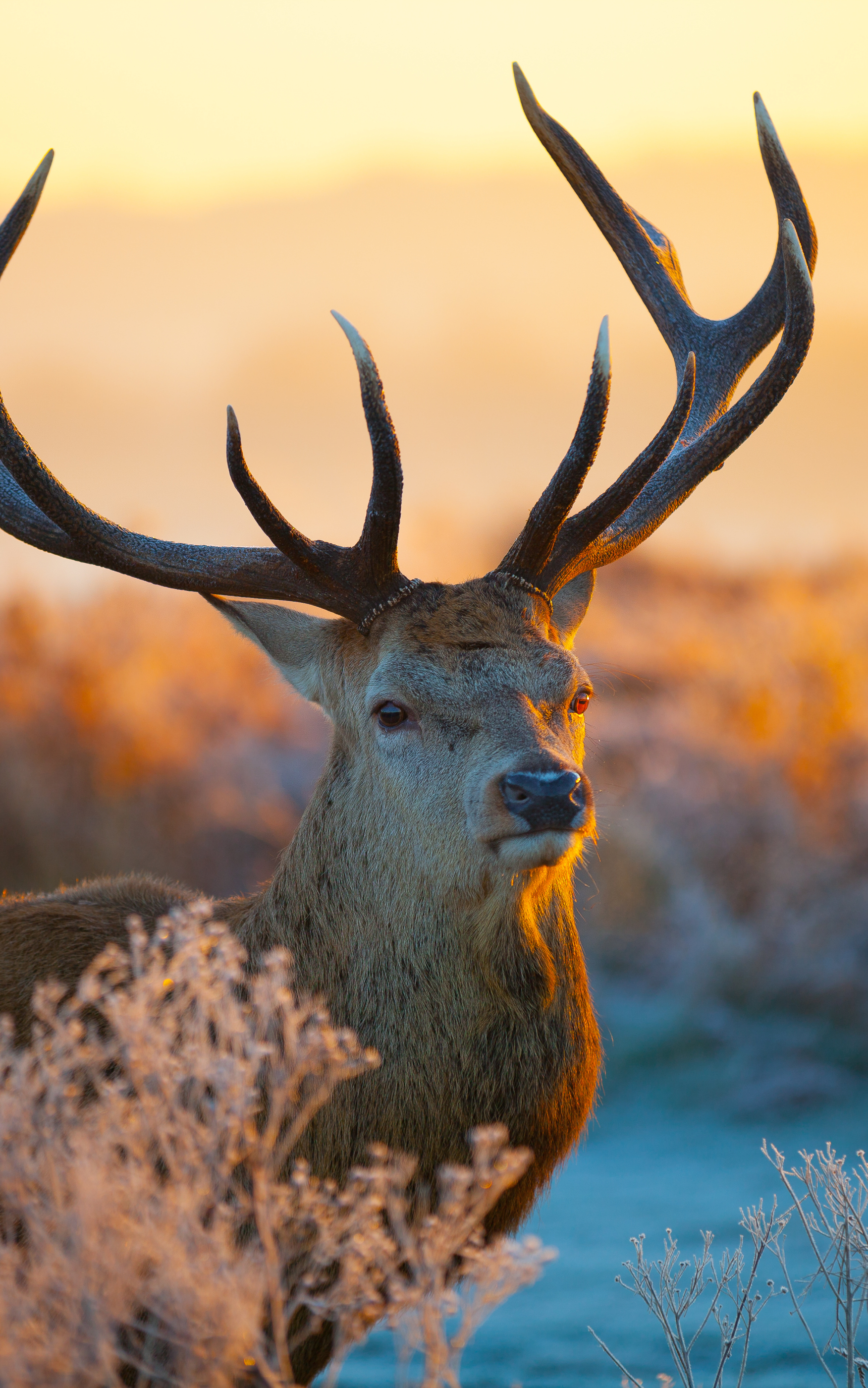 Handy-Wallpaper Tiere, Hirsch kostenlos herunterladen.