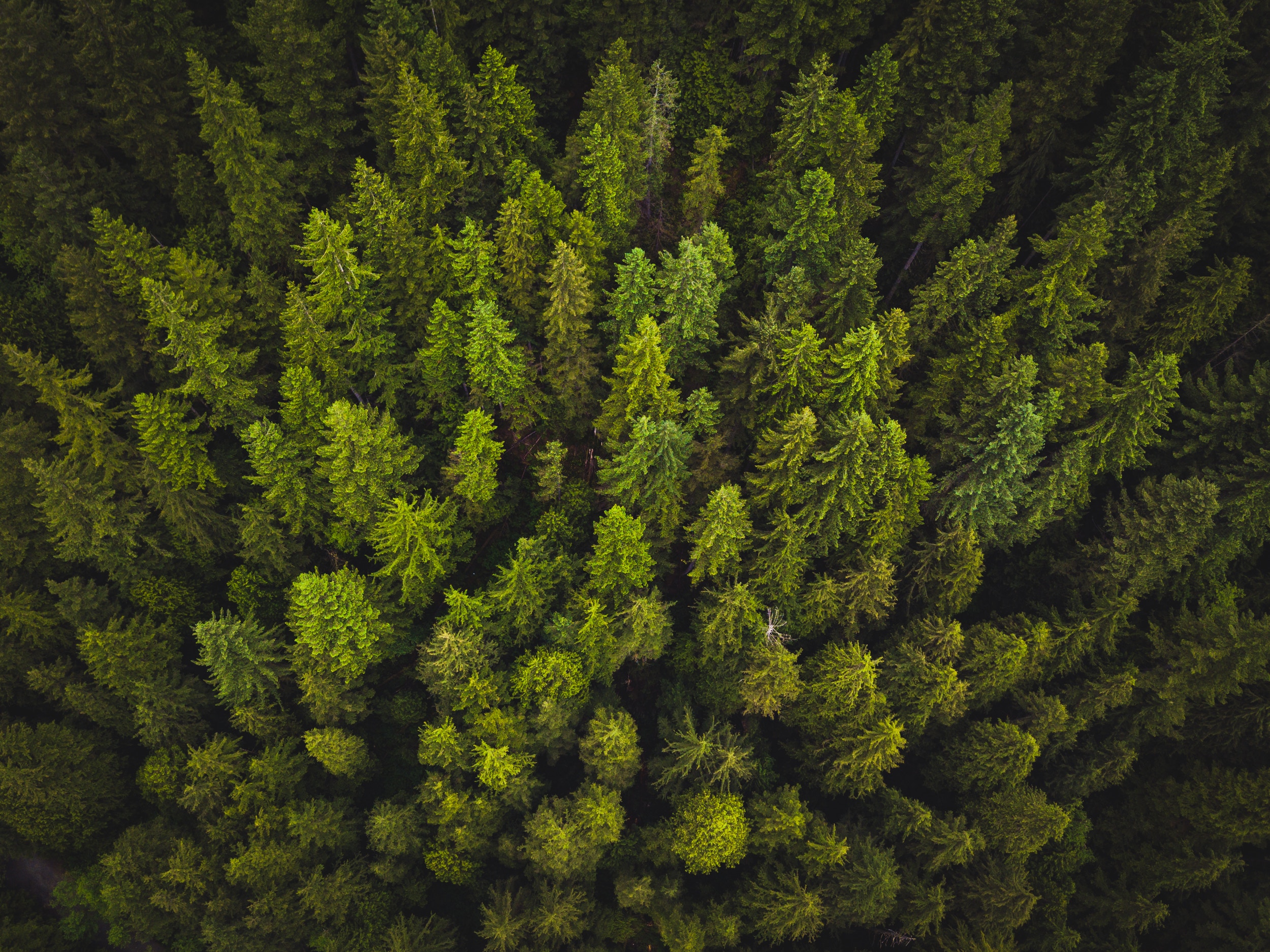 Free download wallpaper View From Above, Nature, Trees on your PC desktop