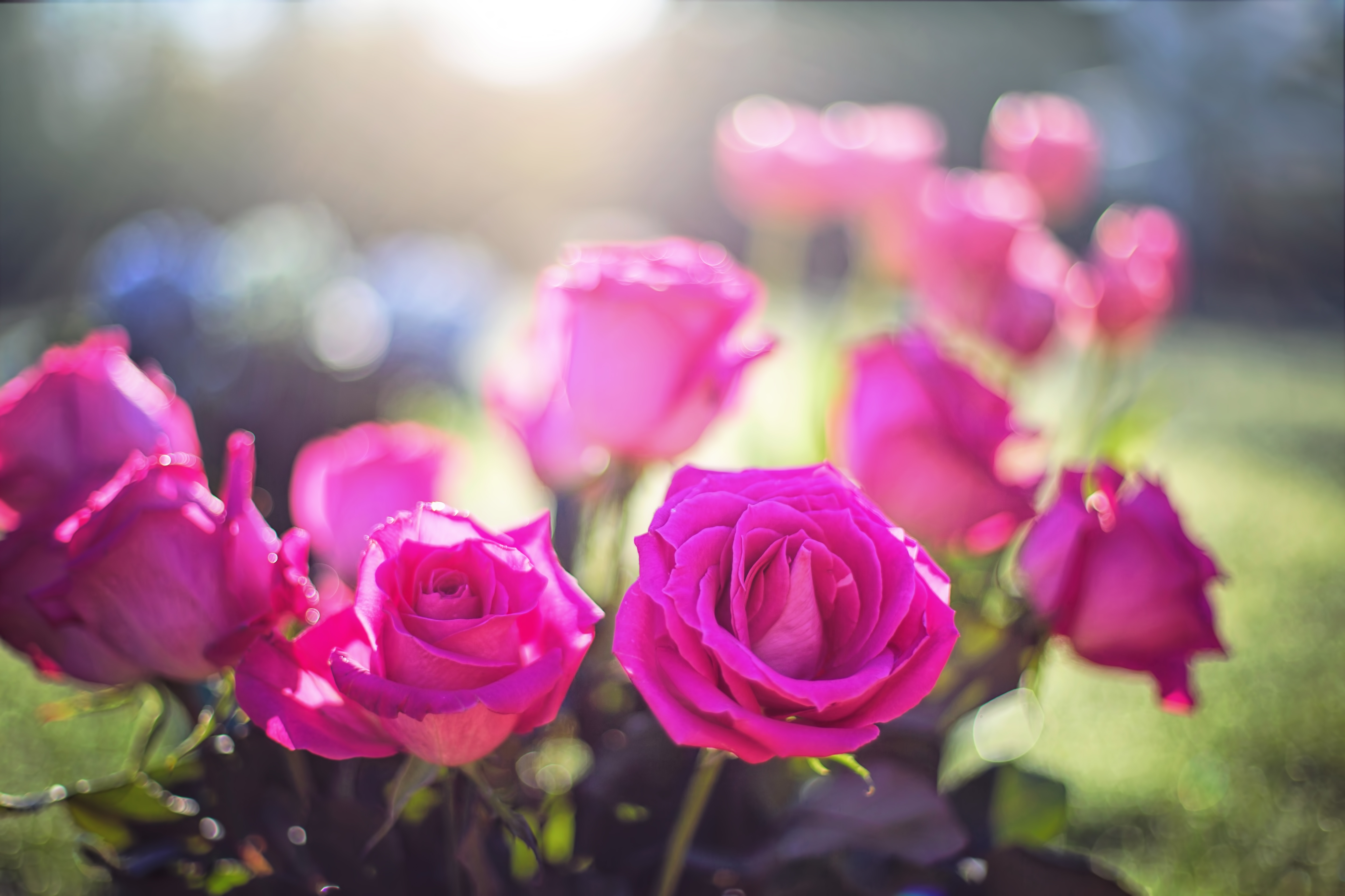Free download wallpaper Flowers, Pink, Shine, Light, Buds, Roses on your PC desktop