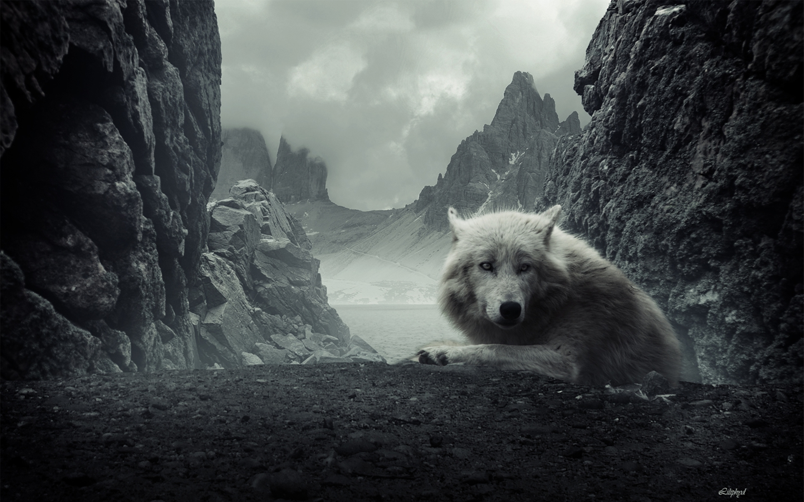 166042 télécharger le fond d'écran animaux, montagne, loup, loup blanc, wolves - économiseurs d'écran et images gratuitement