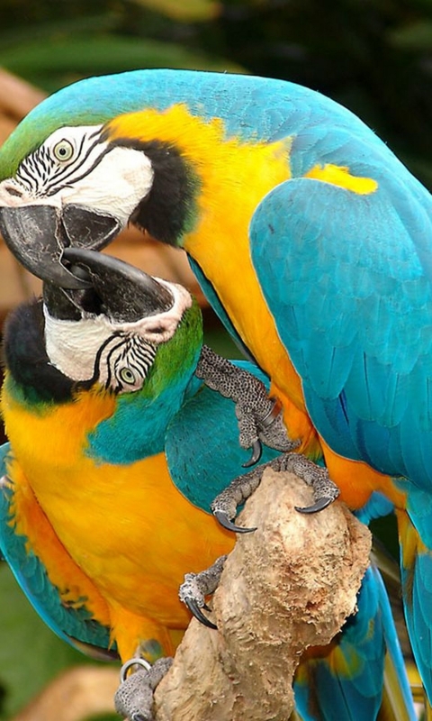 Download mobile wallpaper Birds, Animal, Macaw, Parrot, Blue And Yellow Macaw for free.
