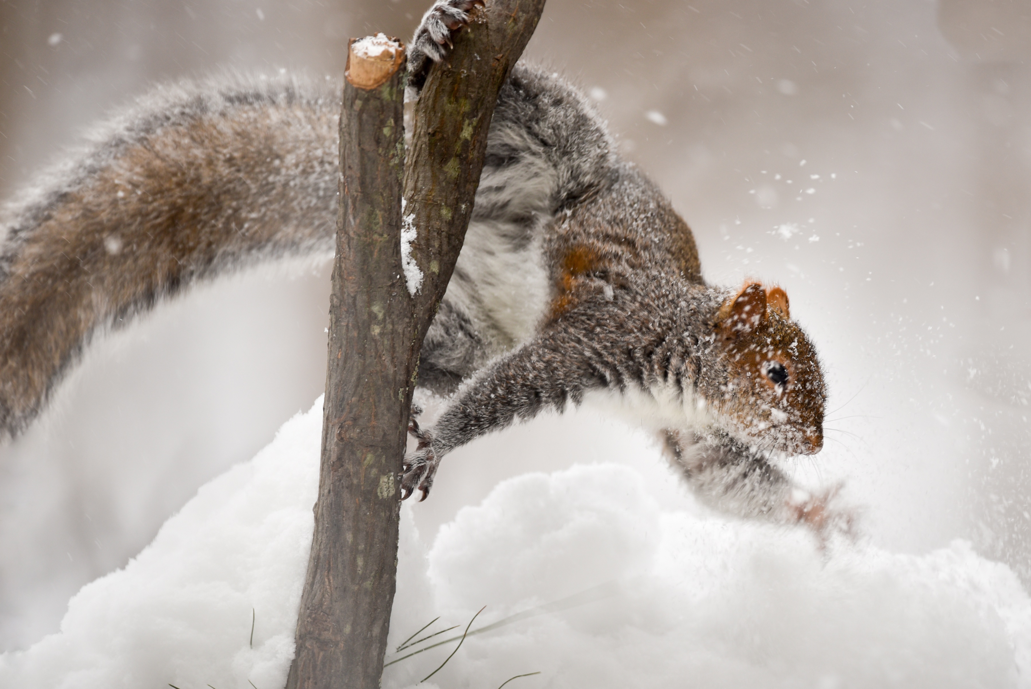 Laden Sie das Tiere, Winter, Eichhörnchen, Schnee, Ast, Nagetier-Bild kostenlos auf Ihren PC-Desktop herunter