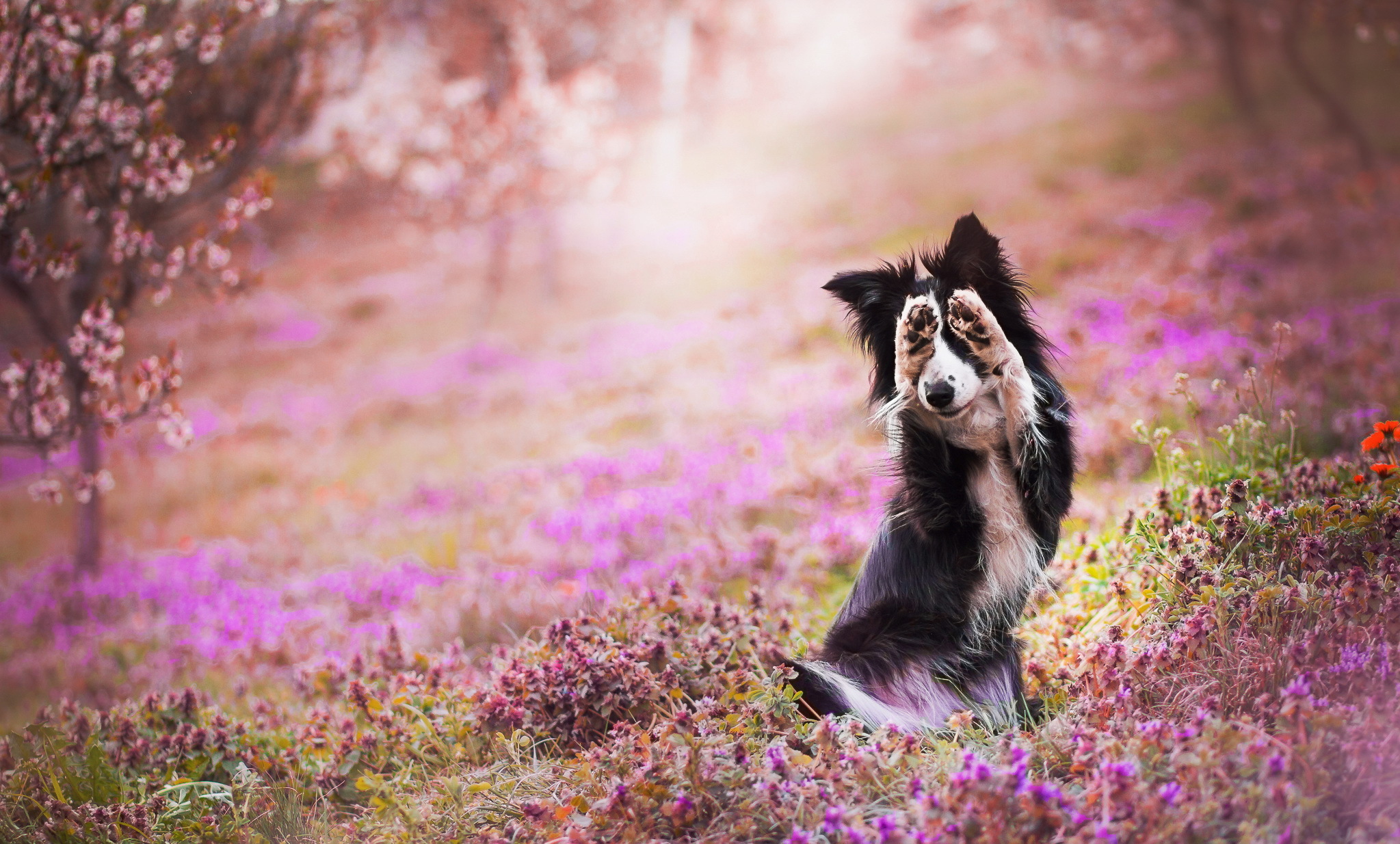 Download mobile wallpaper Nature, Dogs, Flower, Dog, Animal, Depth Of Field for free.