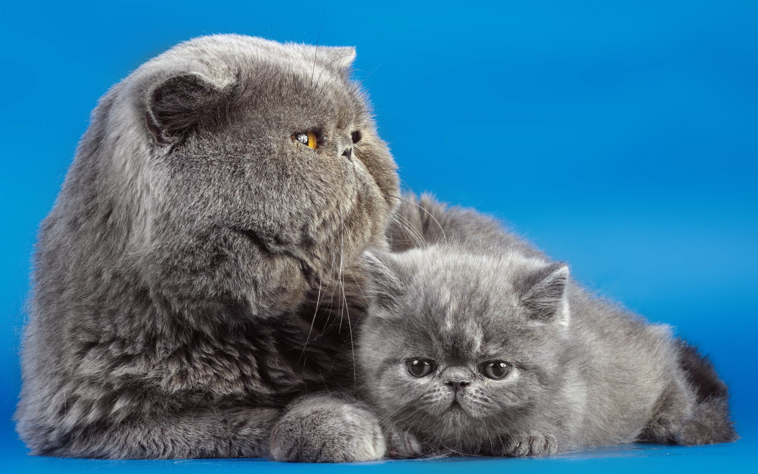 Laden Sie das Paar, Tiere, Kätzchen, Hintergrund, Katzen-Bild kostenlos auf Ihren PC-Desktop herunter