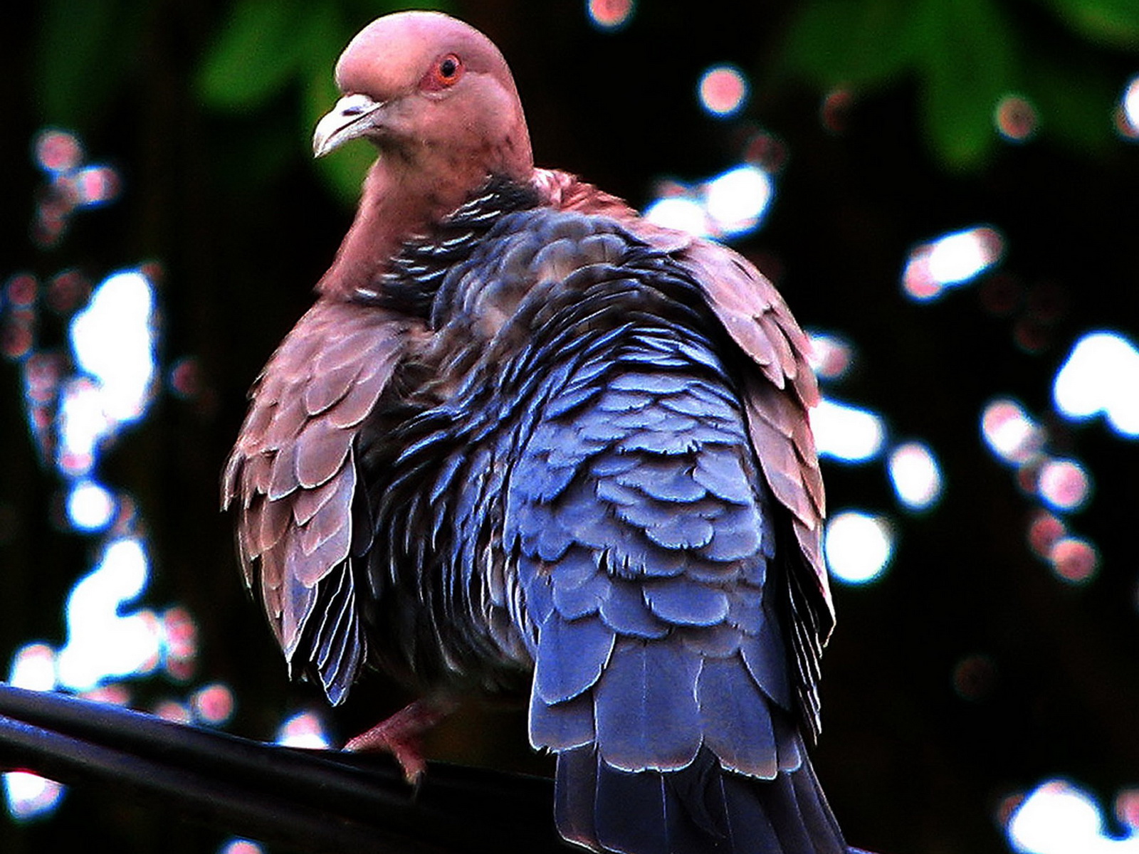 Baixe gratuitamente a imagem Animais, Aves, Pássaro na área de trabalho do seu PC