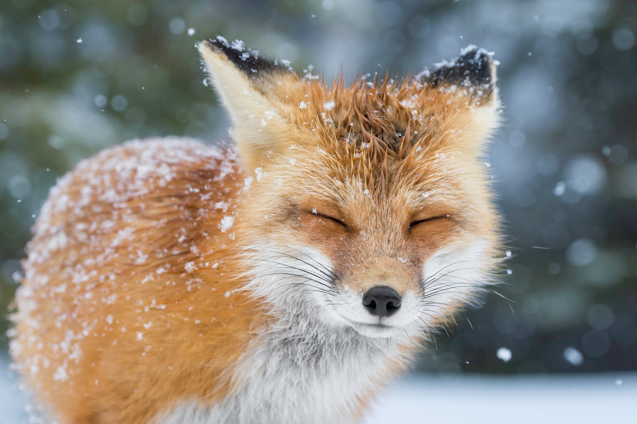 無料モバイル壁紙動物, 冬, 狐, 降雪をダウンロードします。
