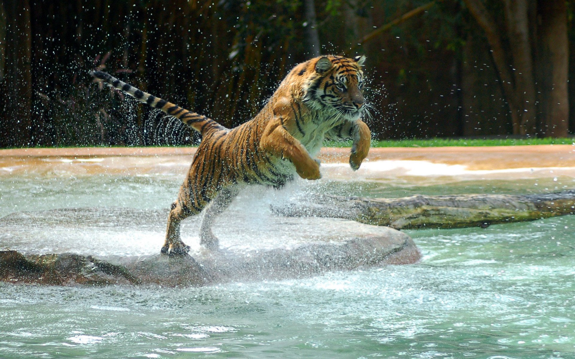 Baixar papel de parede para celular de Animais, Tigre gratuito.