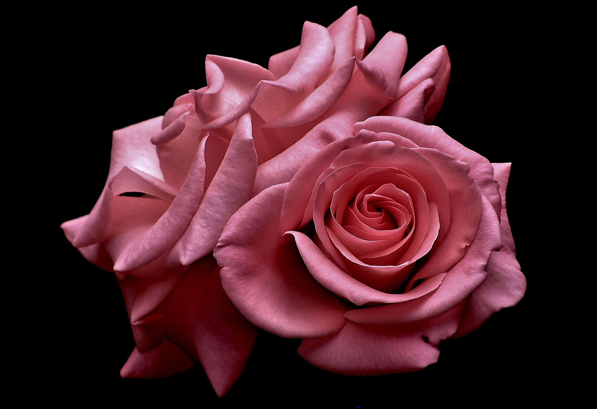 Free download wallpaper Flowers, Flower, Rose, Earth on your PC desktop