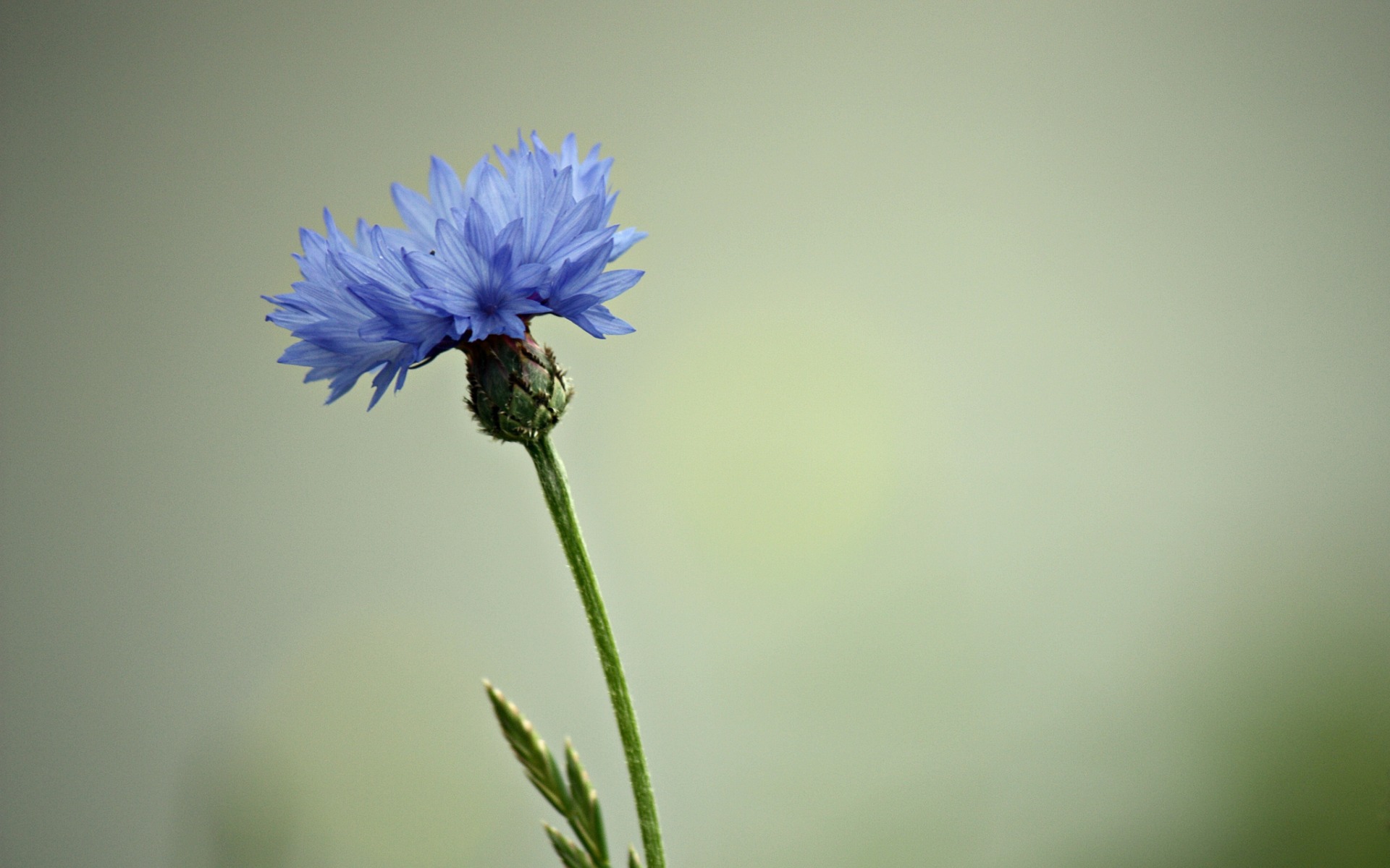 Téléchargez gratuitement l'image Fleurs, Fleur, Terre/nature sur le bureau de votre PC