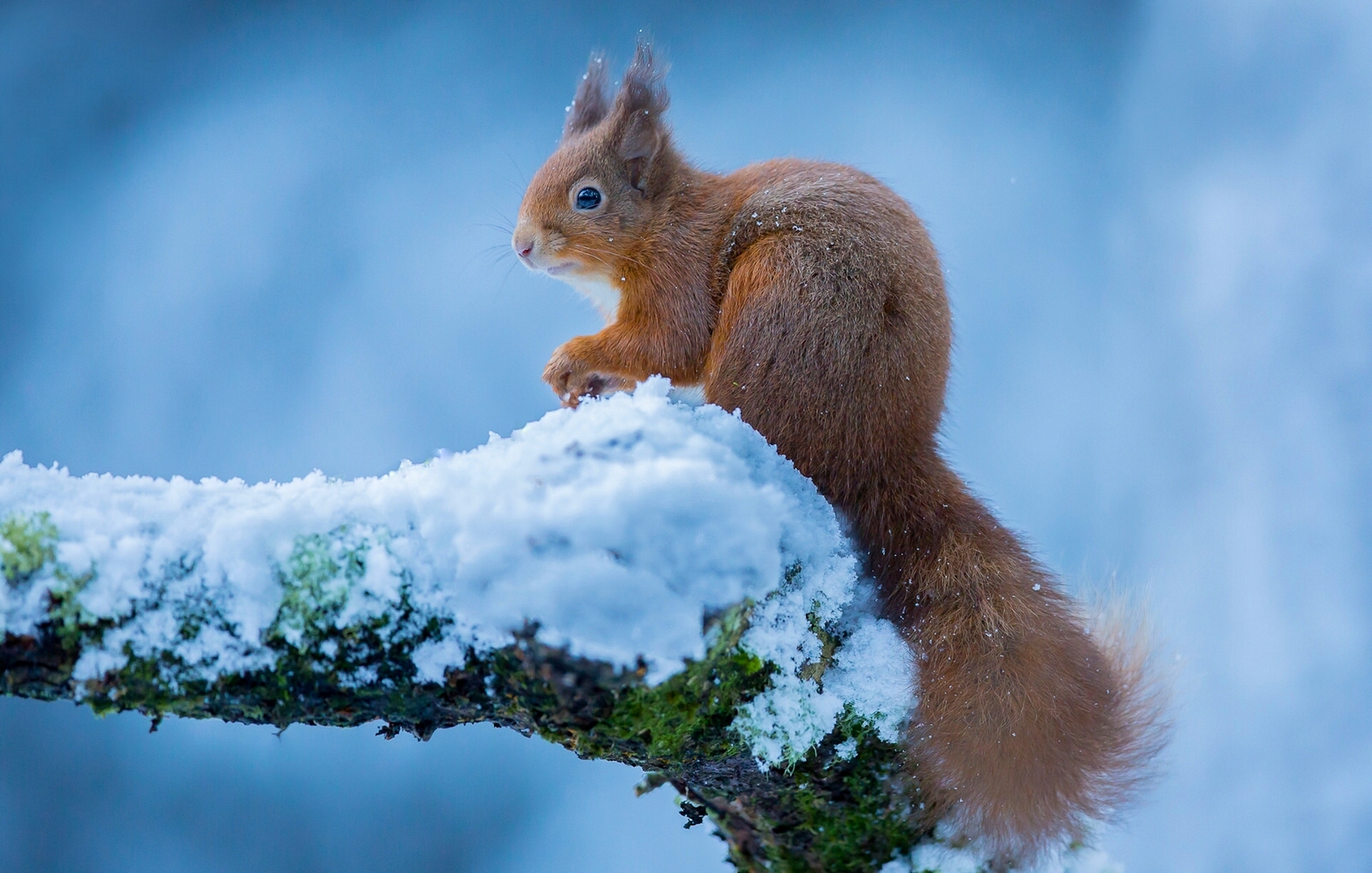 Laden Sie das Tiere, Winter, Eichhörnchen, Schnee, Nagetier-Bild kostenlos auf Ihren PC-Desktop herunter