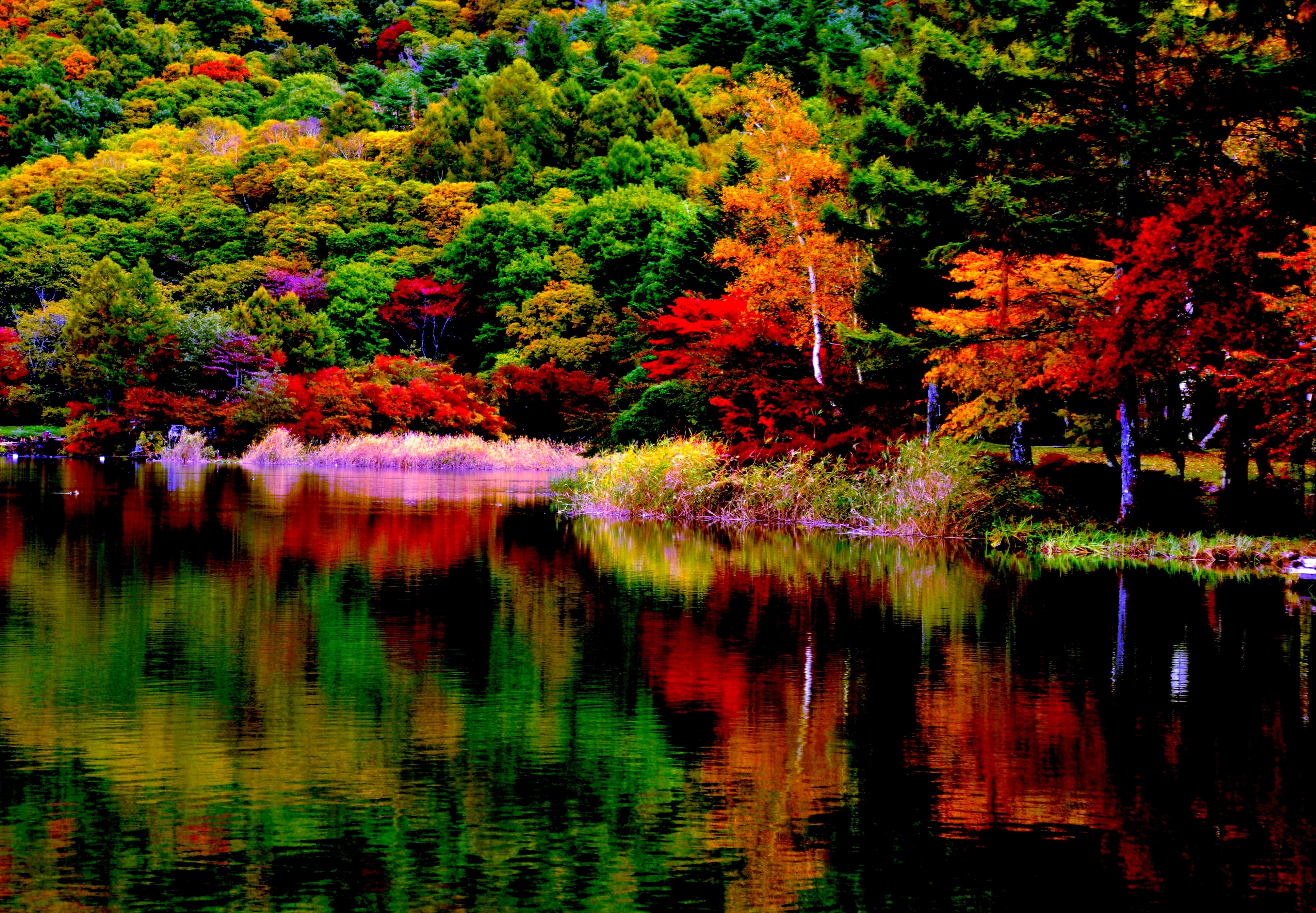 Download mobile wallpaper Lake, Reflection, Forest, Tree, Fall, Earth for free.