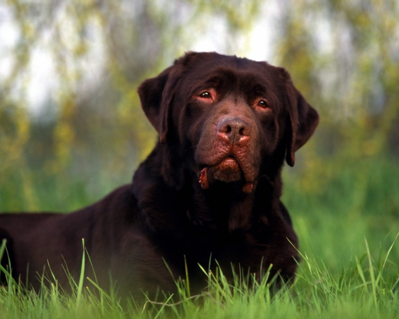 Téléchargez des papiers peints mobile Animaux, Chien gratuitement.