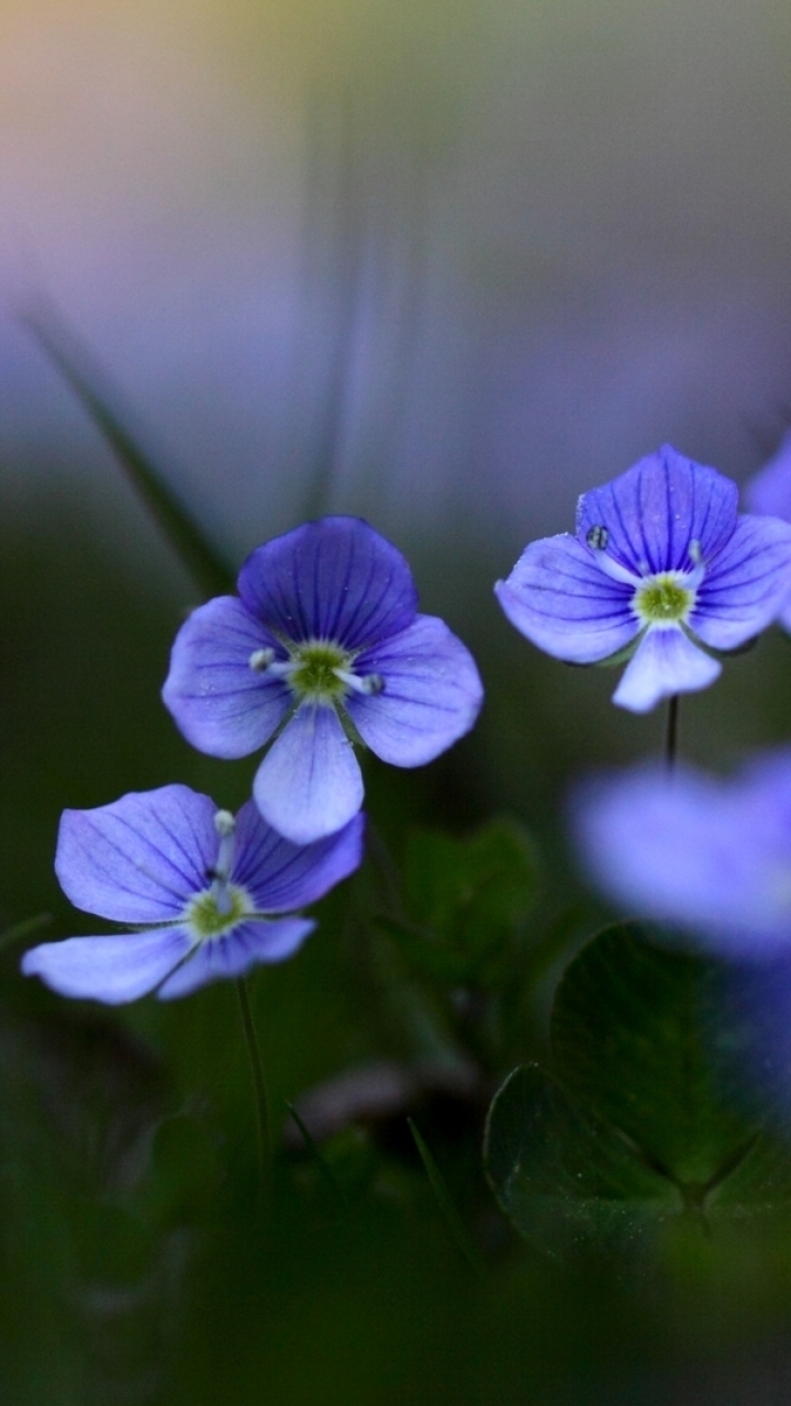 1084951 Salvapantallas y fondos de pantalla Flores en tu teléfono. Descarga imágenes de  gratis